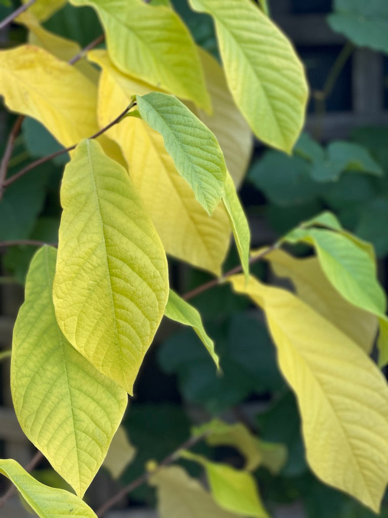 'Sunflower' Pawpaw
