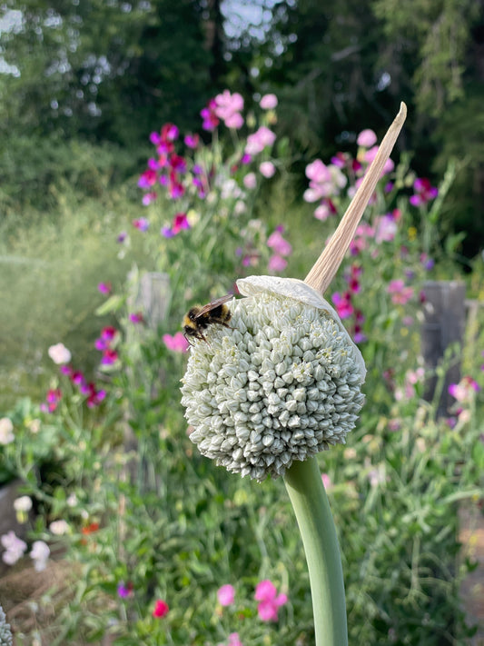 'Delft Perpetual' Leek