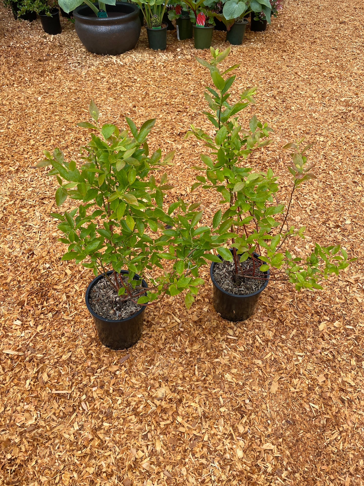 'Duke' Blueberry Plants