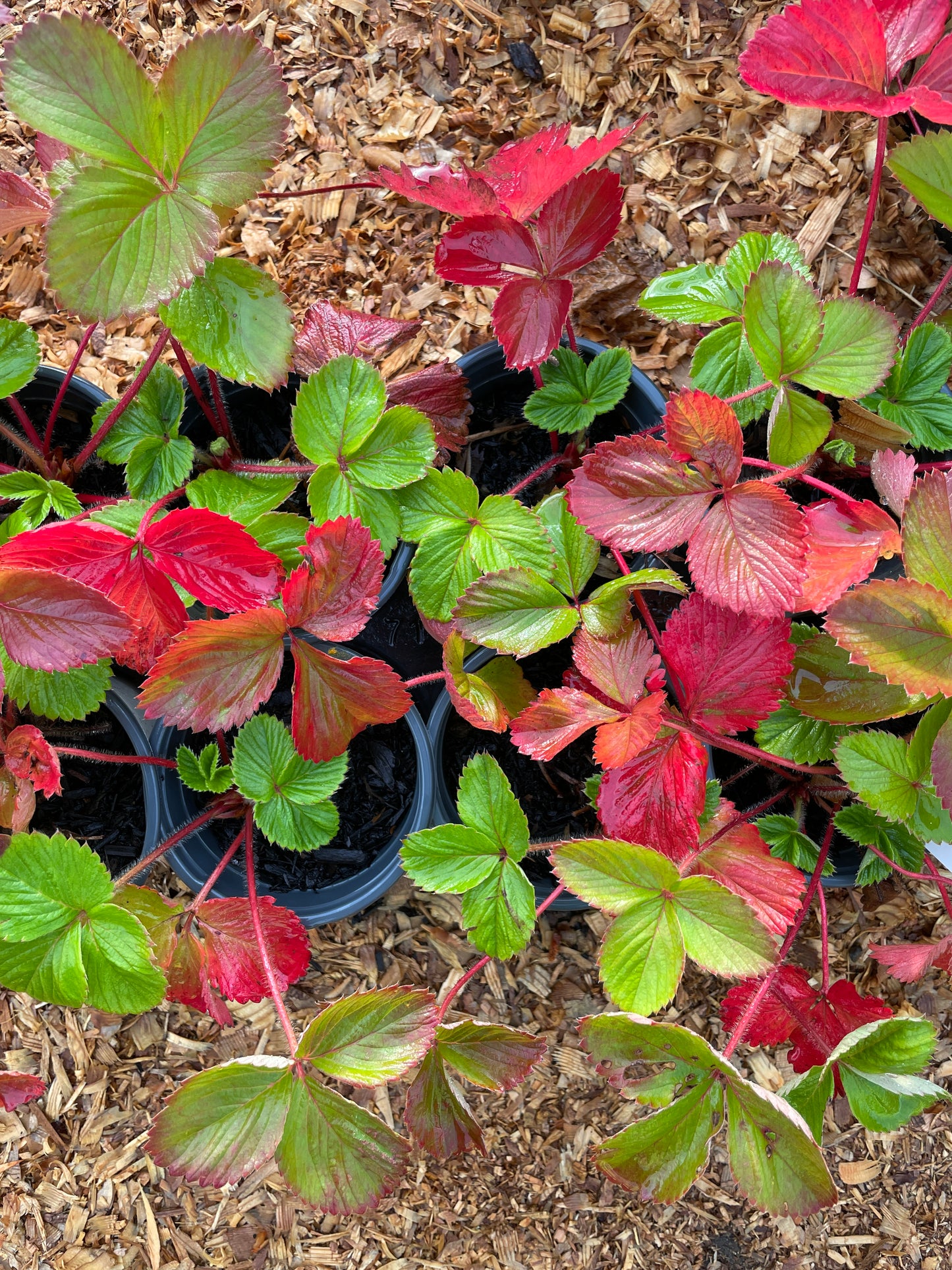 'Allstar' Strawberry Plants