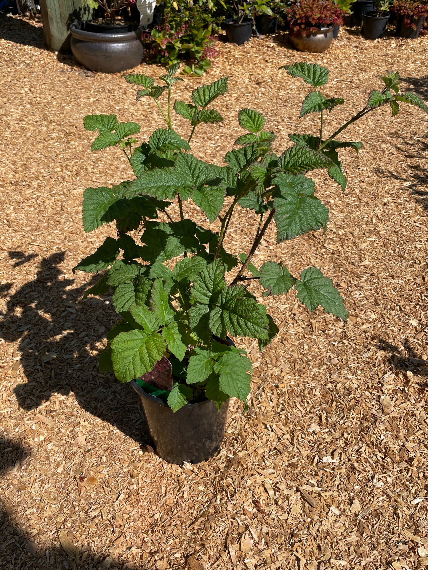 Tayberry Plants