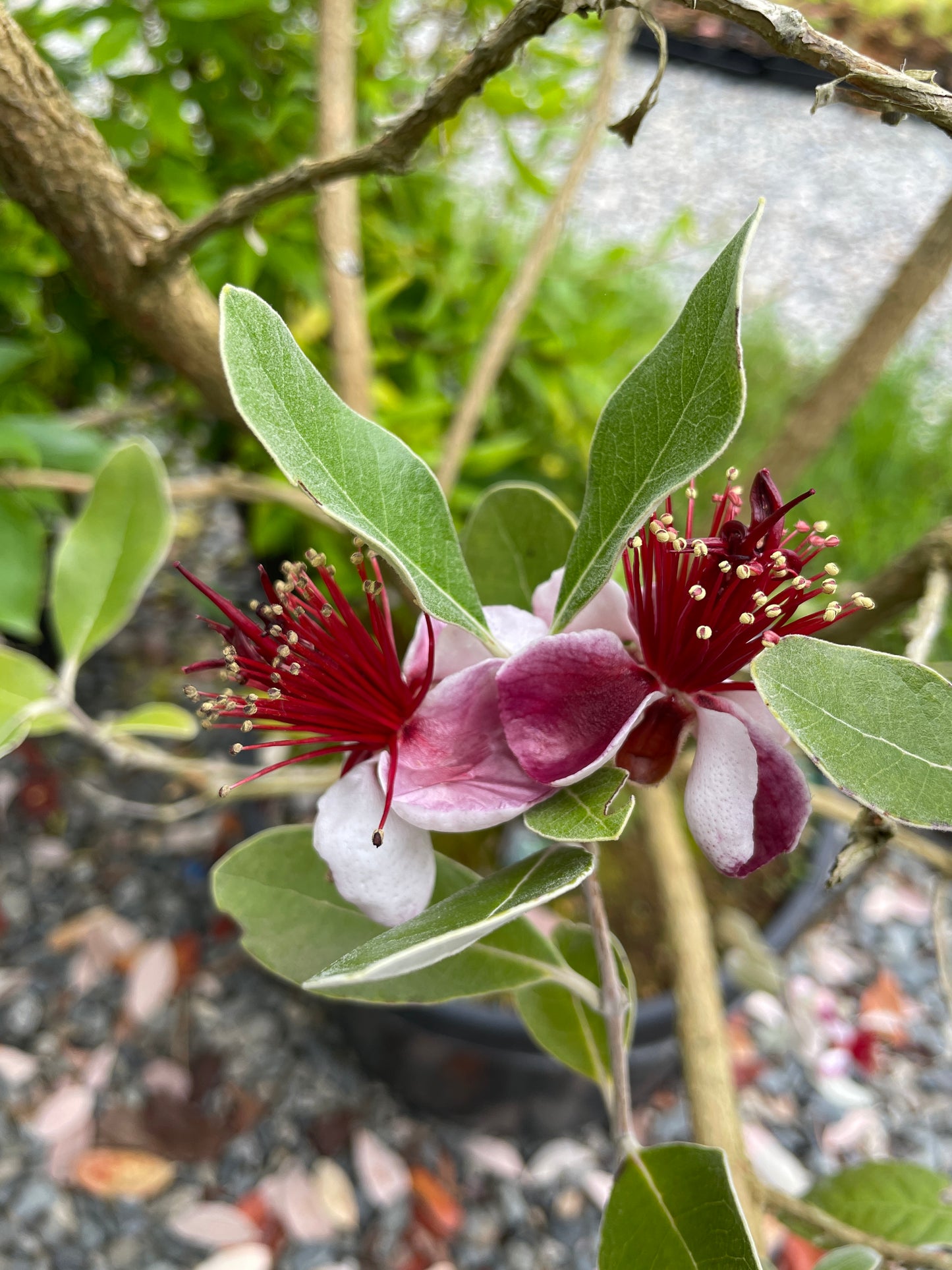 Feijoa (Pineapple Guava) Plants