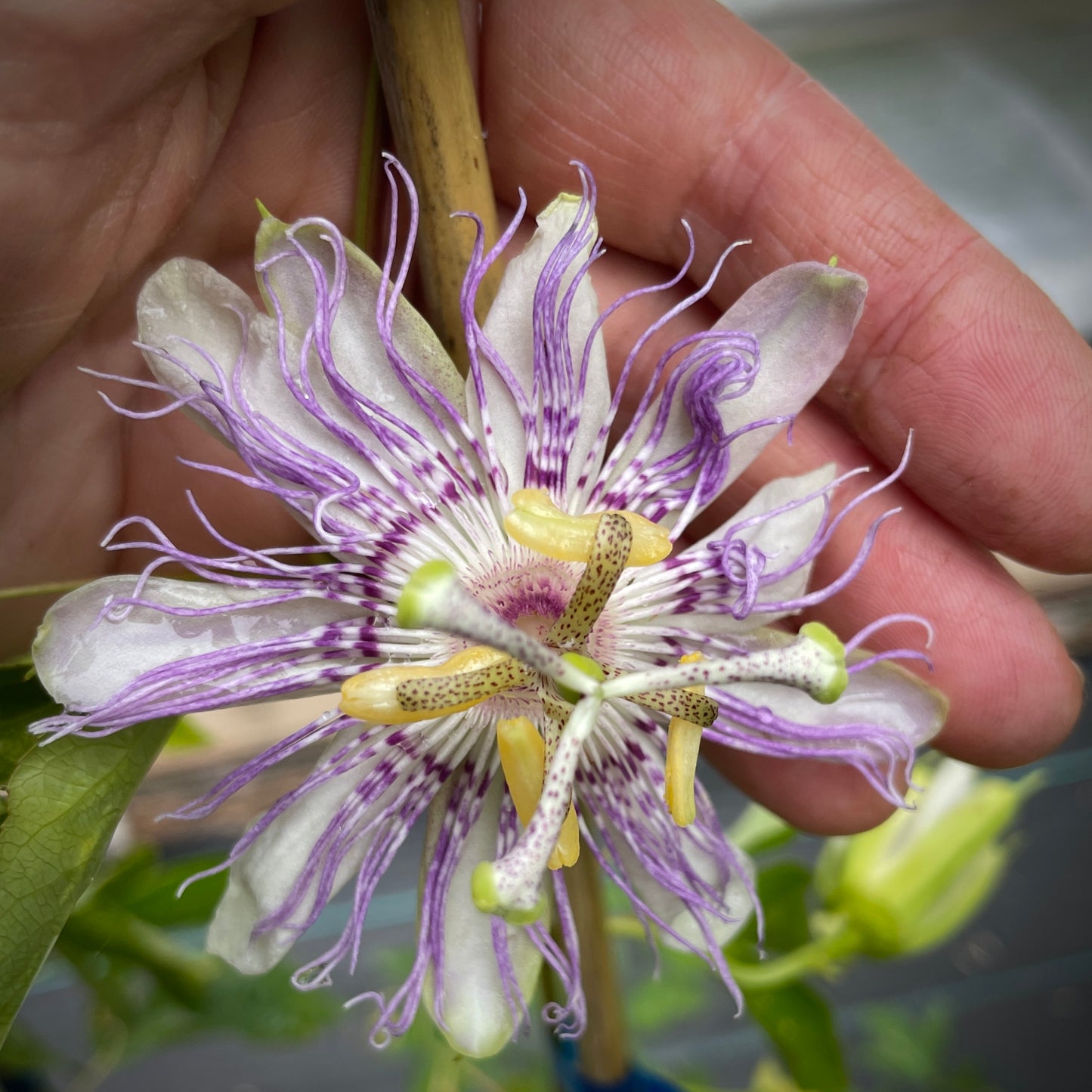 Cold-Hardy Passionfruit Seedling (Maypop)
