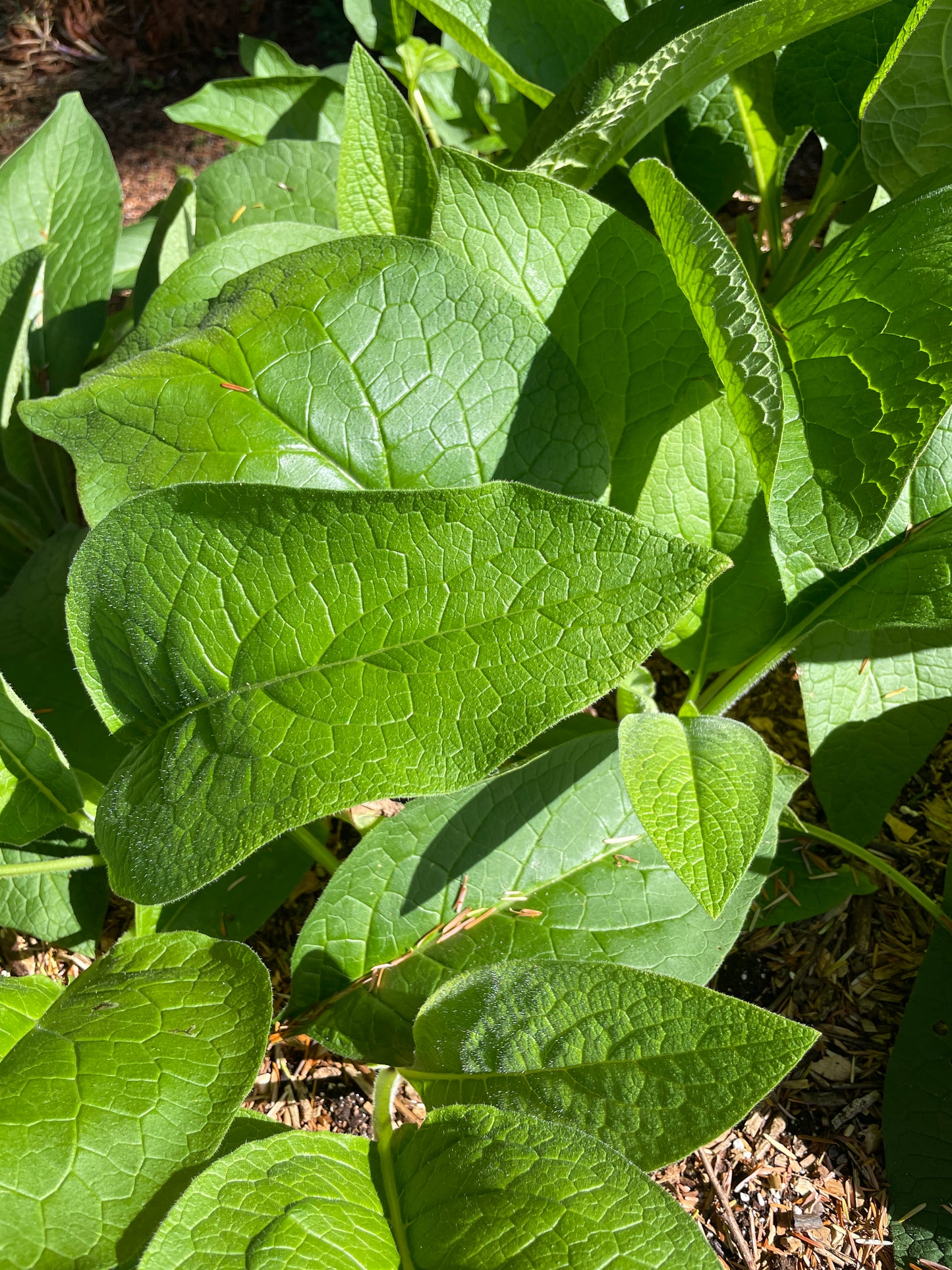 Comfrey (Not Edible)
