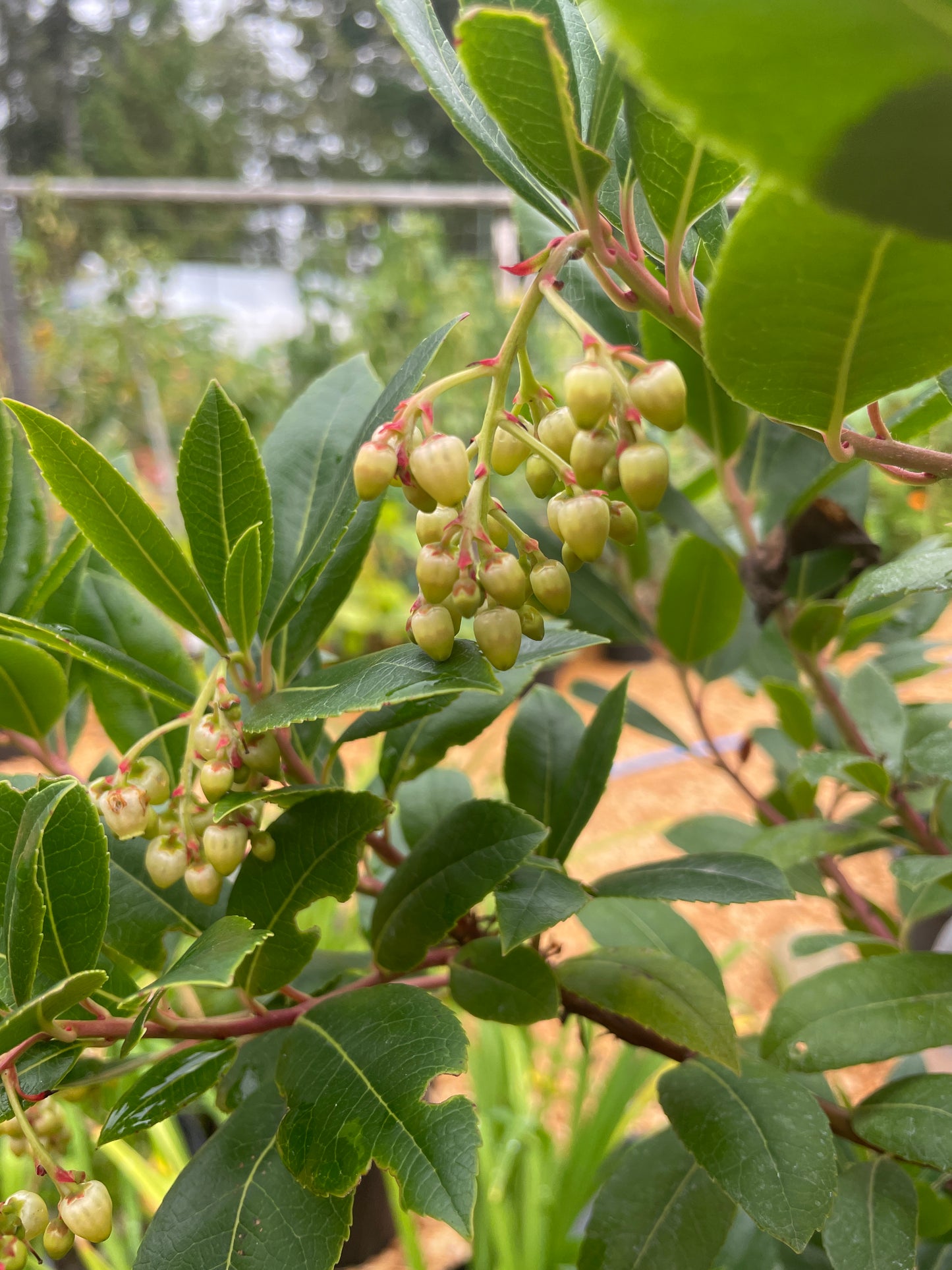 Strawberry Trees