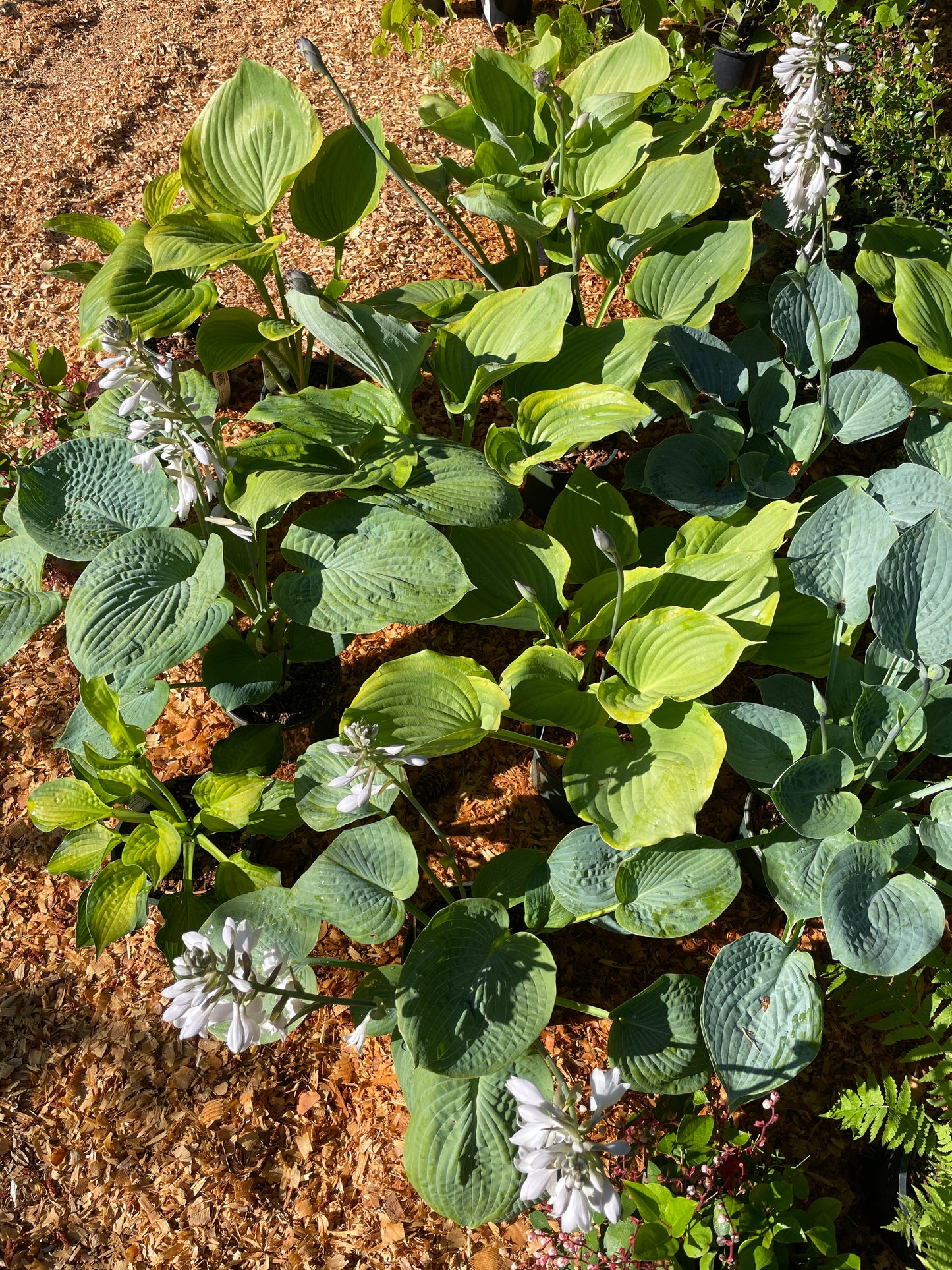 Hosta Plants