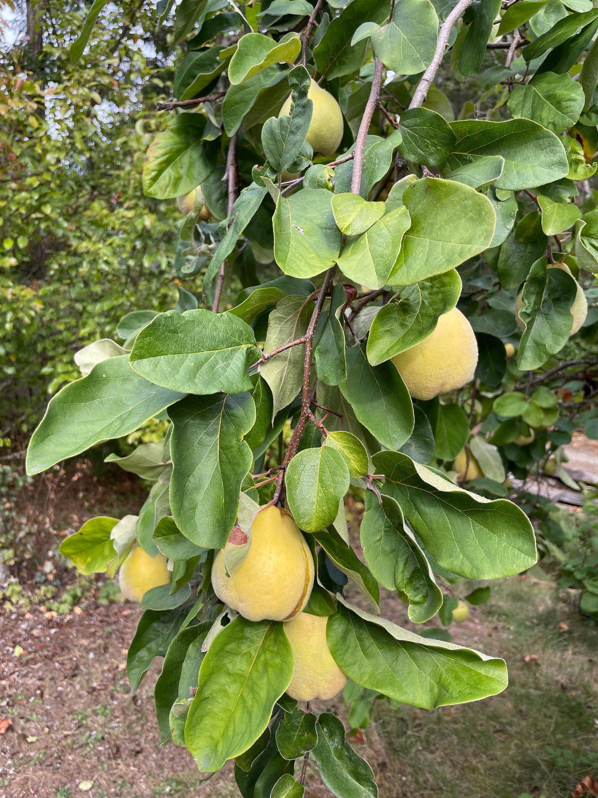 Fruiting Quince