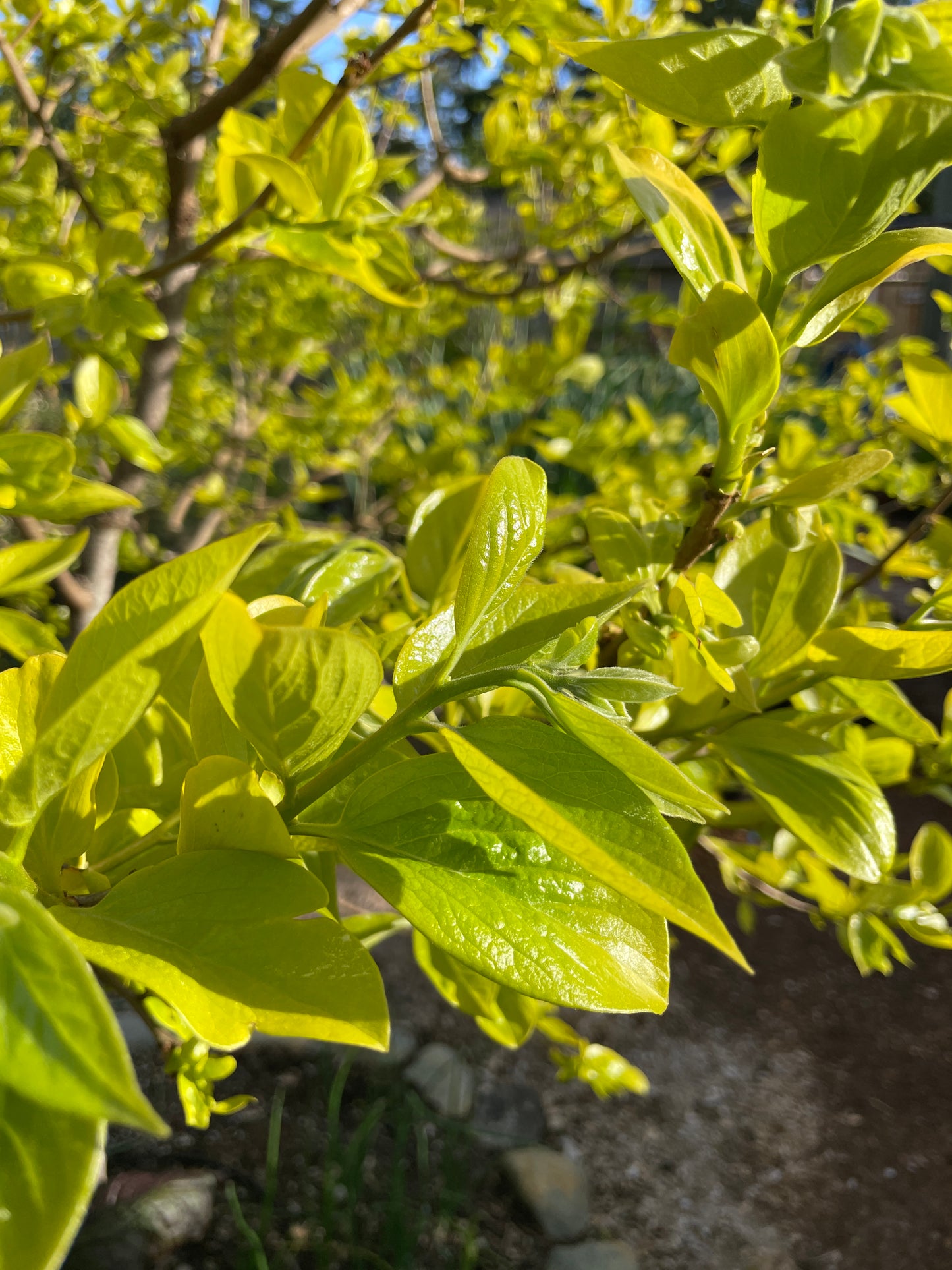 'Early Fuyu' Japanese Persimmon Trees