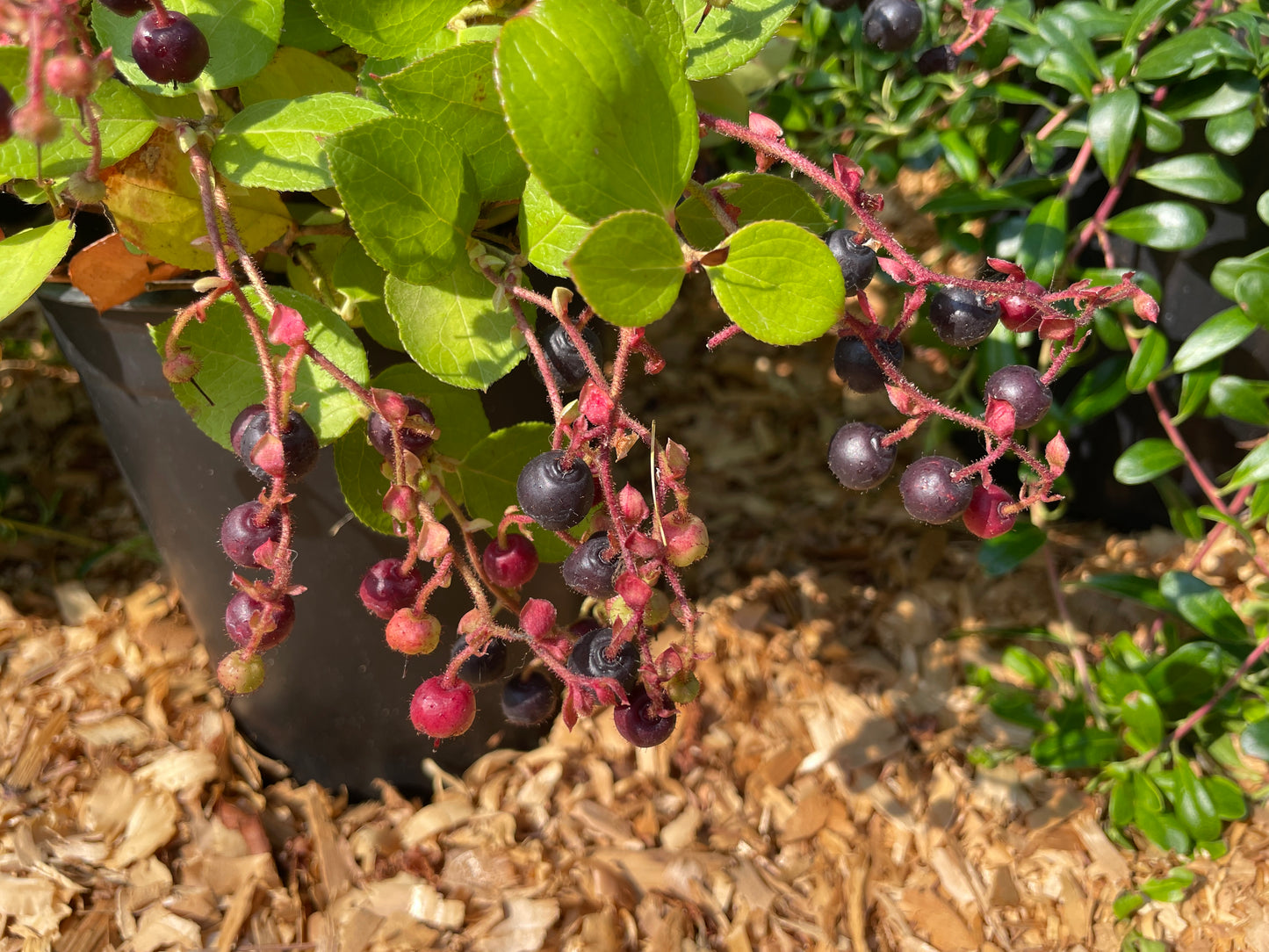 Salal Plants