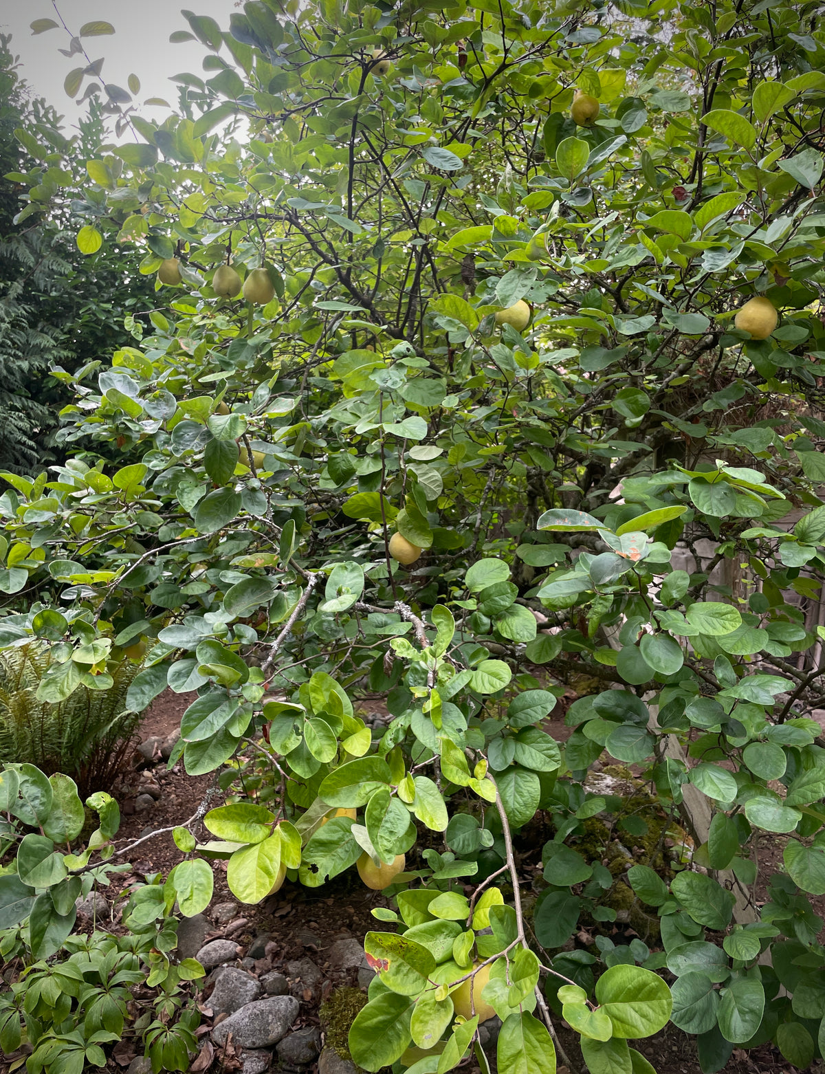 Fruiting Quince