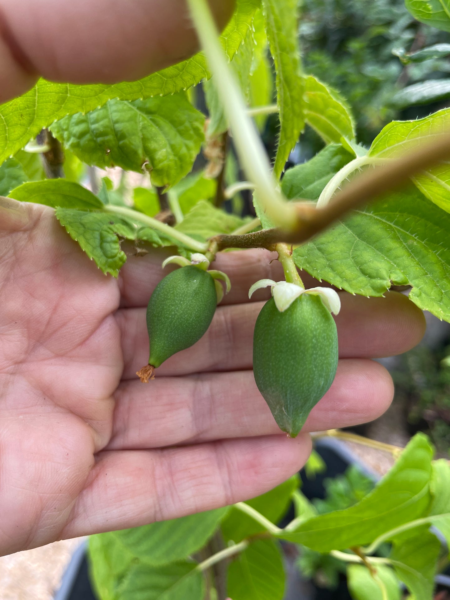 'Hot Pepper'™ Silver Vine Kiwi (Female)