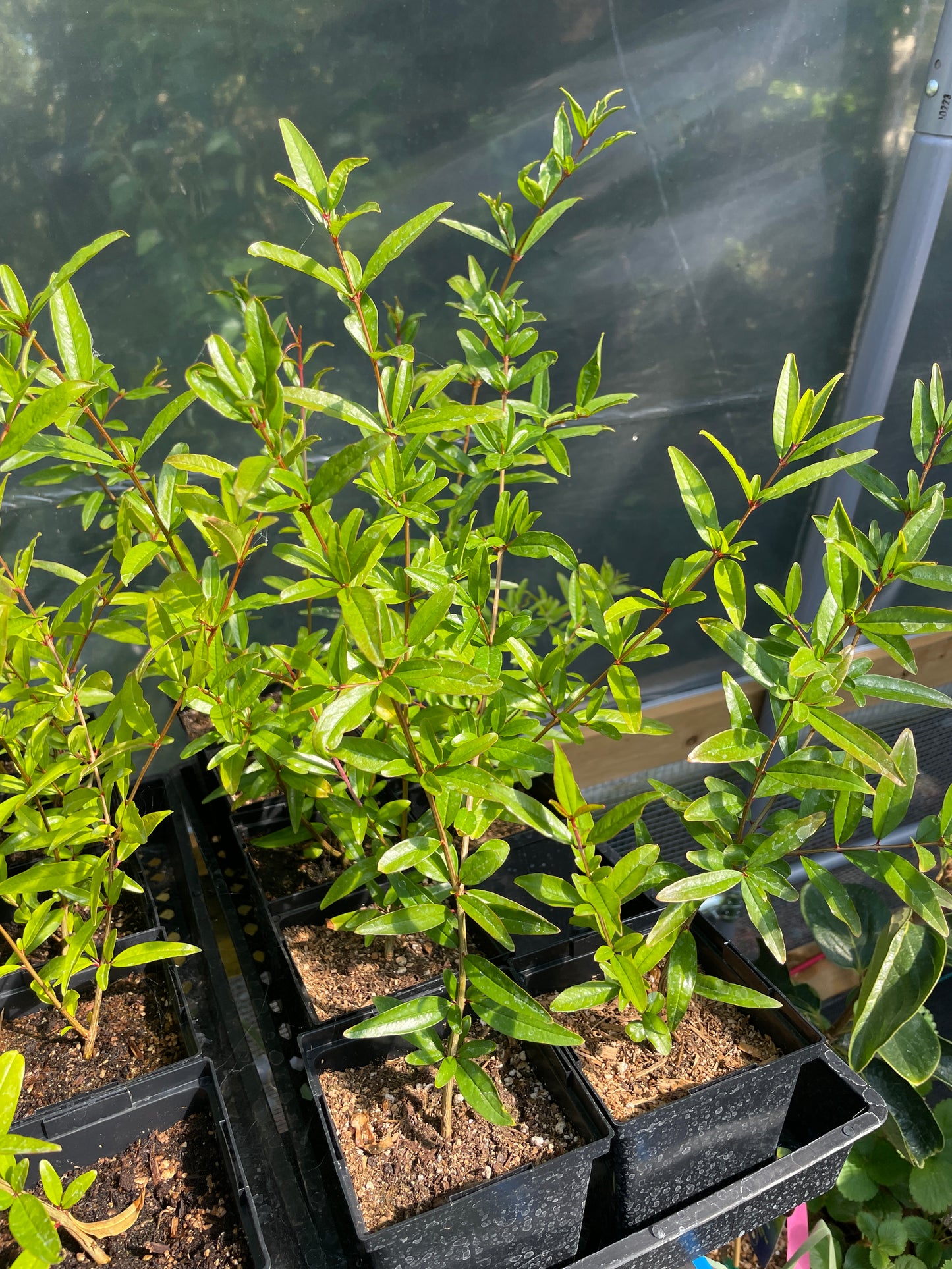 'Salavatski' Pomegranate
