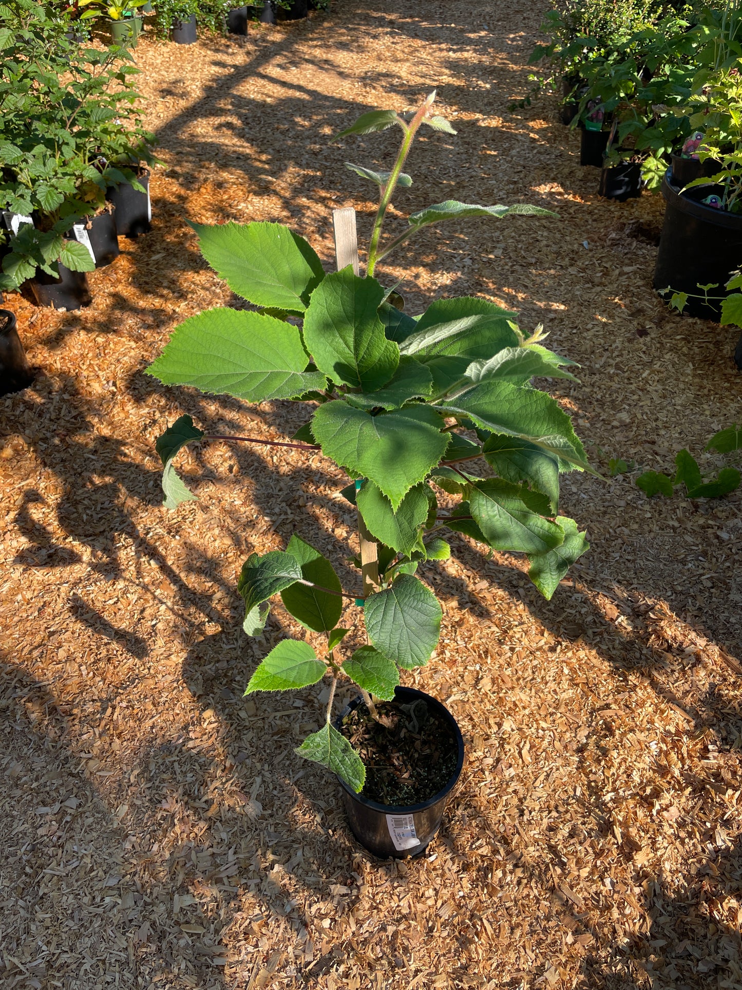 'Jenny' Fuzzy Kiwi Vines