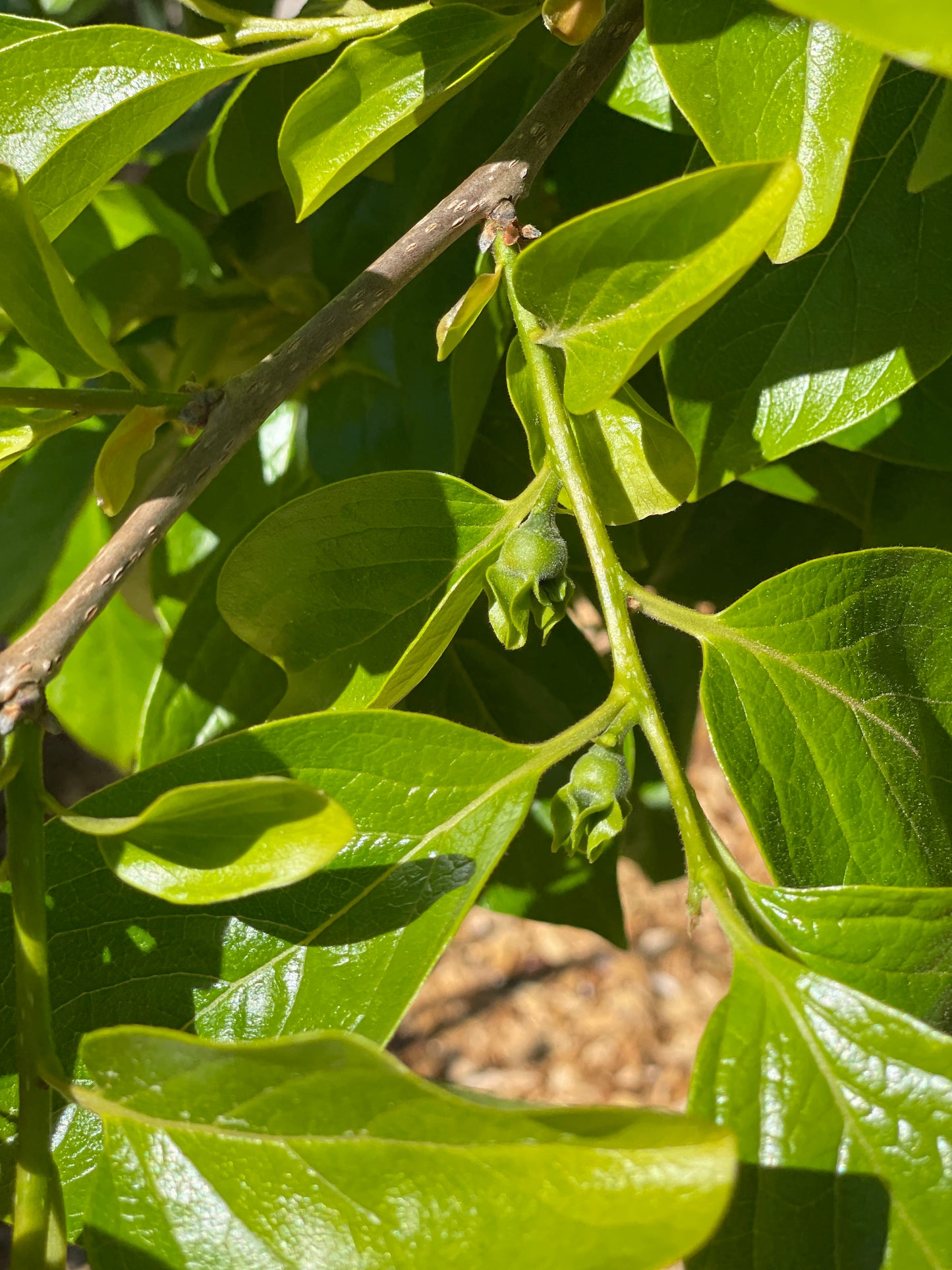 'Early Jiro' Asian Persimmon