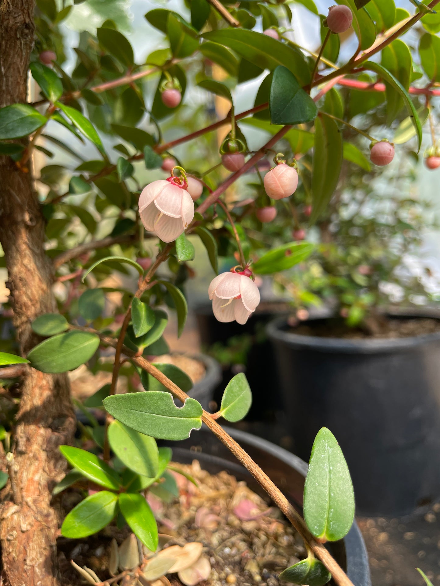 Chilean Guava Plants