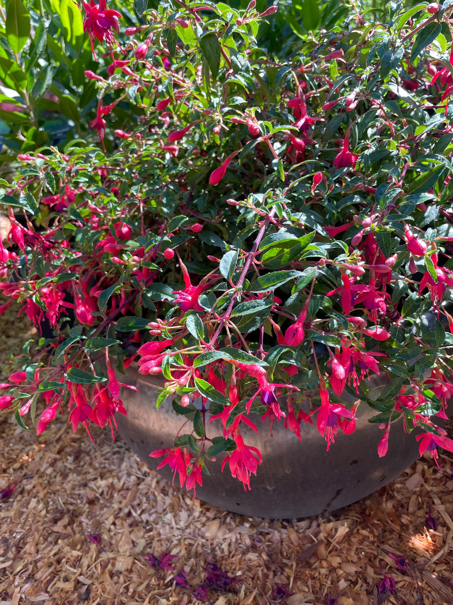 'Papoose' Hardy Fuchsia Plants