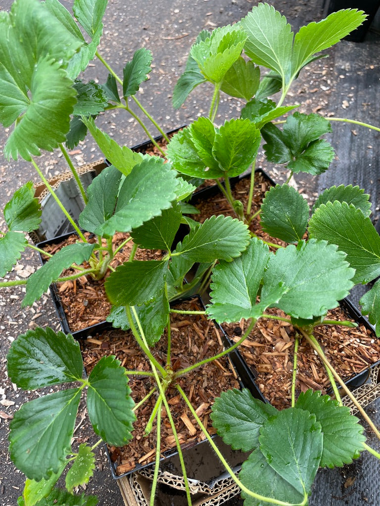 'Allstar' June-bearing Strawberry