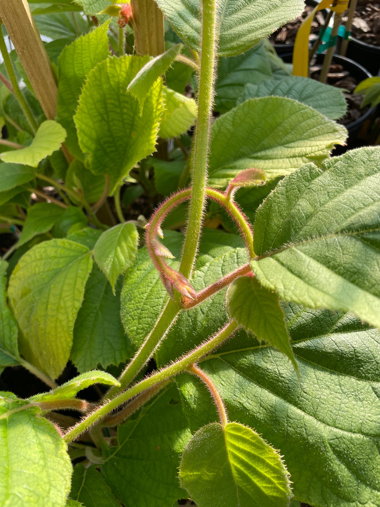 'Jenny' Fuzzy Kiwi (Self-Fertile)