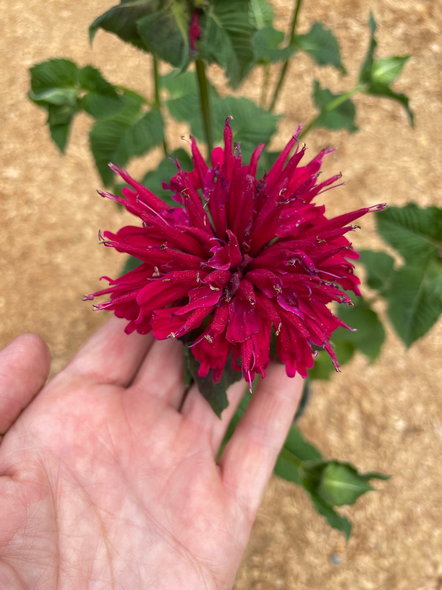 'Fireball' Bee Balm Plants