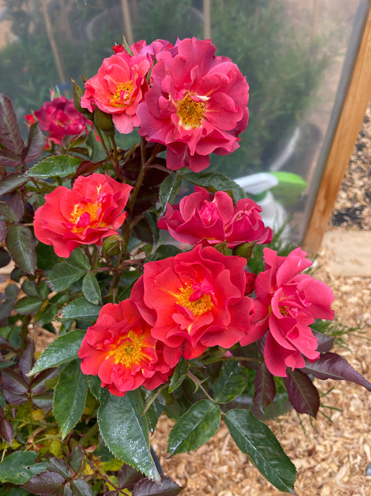 Floribunda Rose Bushes