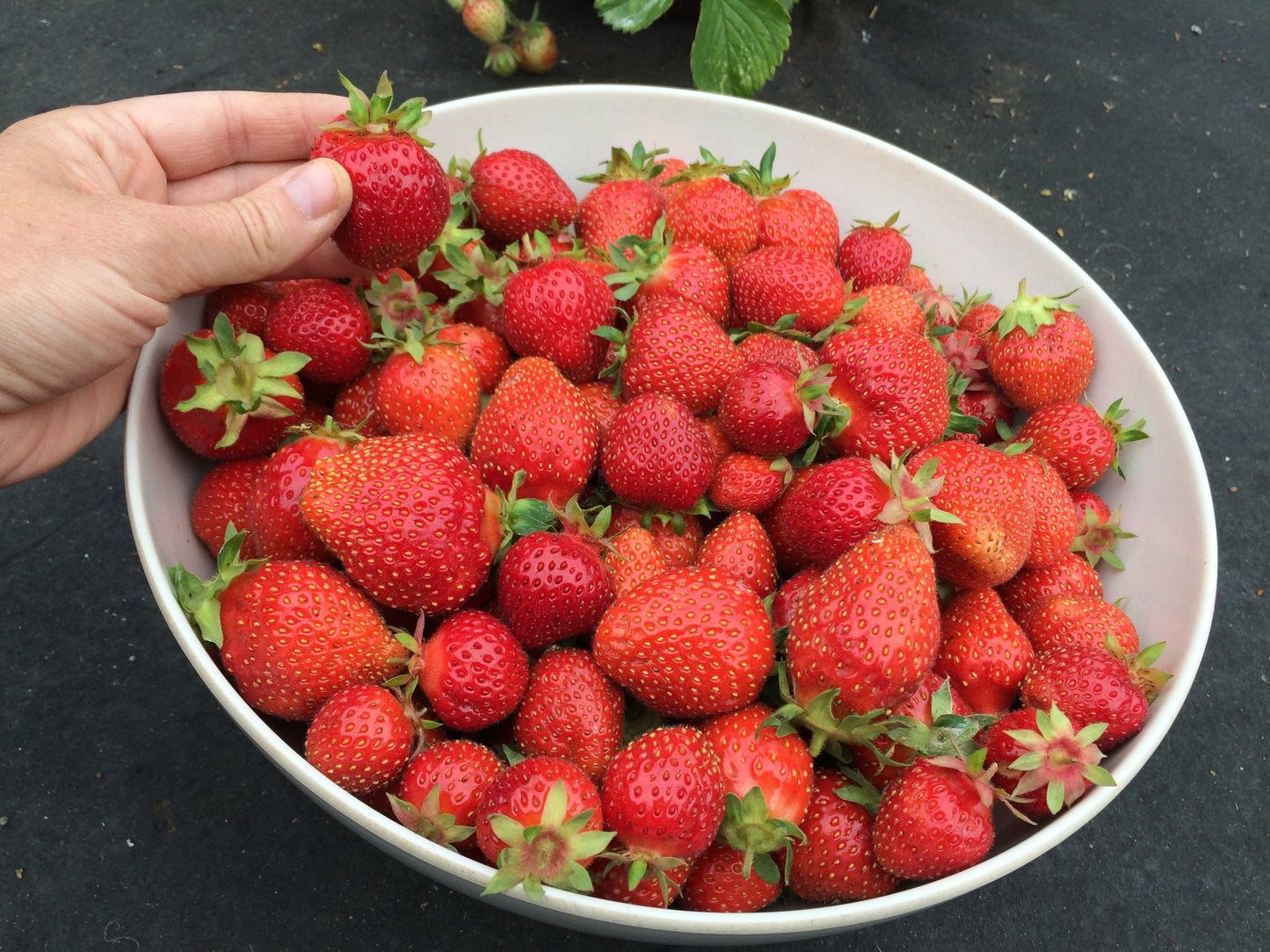 'Allstar' Strawberry Plants