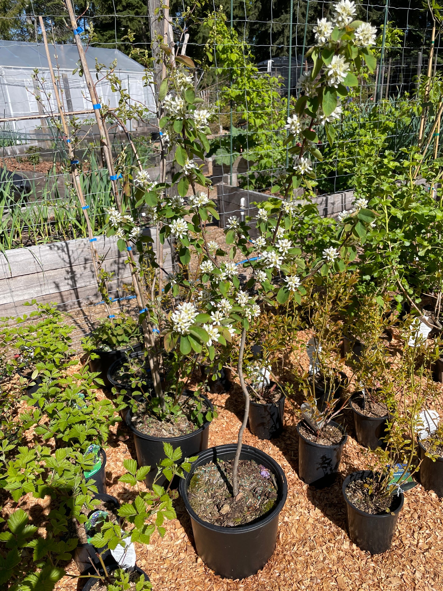 Saskatoon Serviceberry Plants