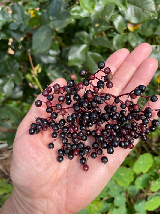 'Korsor' Elderberry