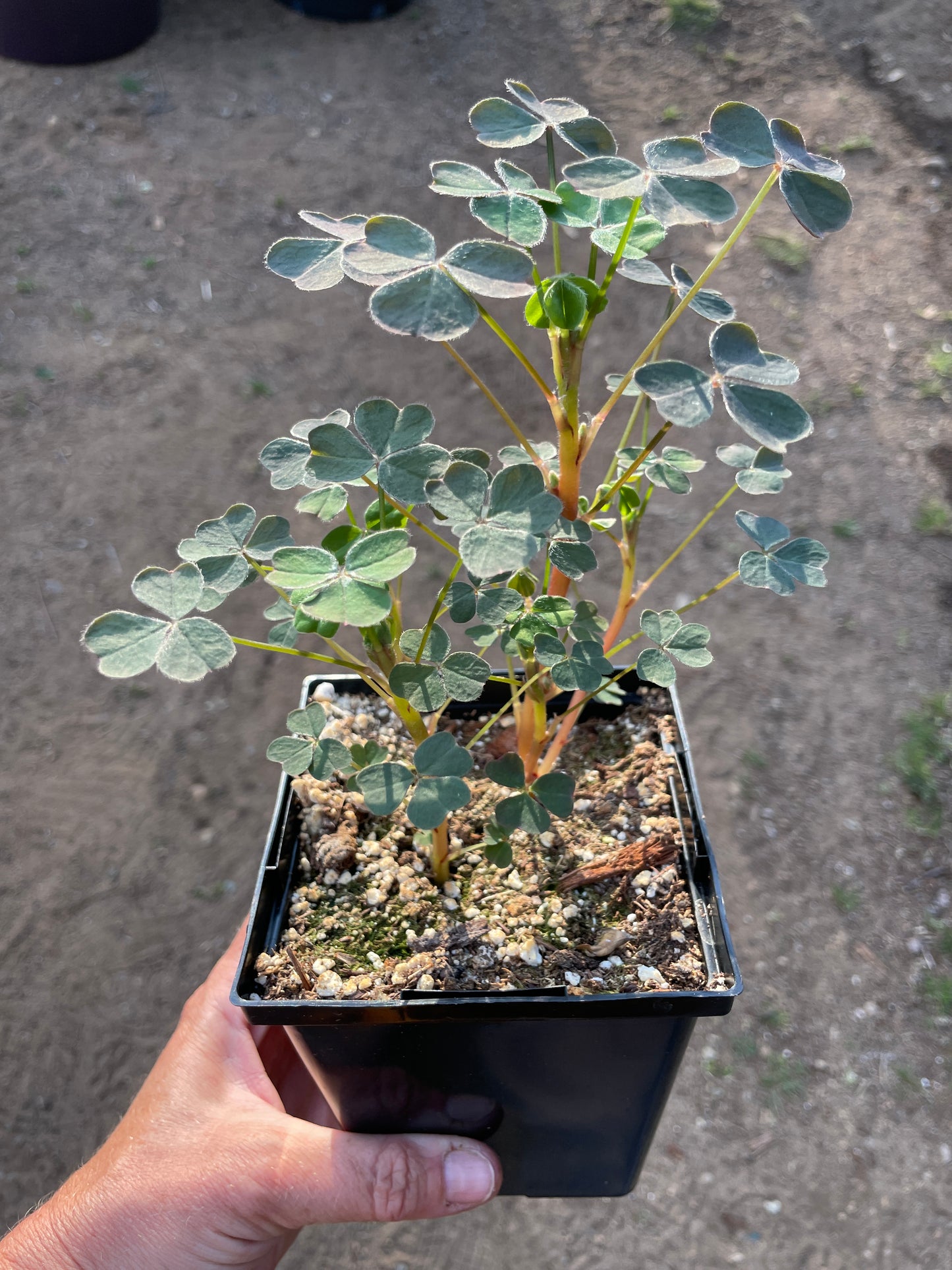 Oca