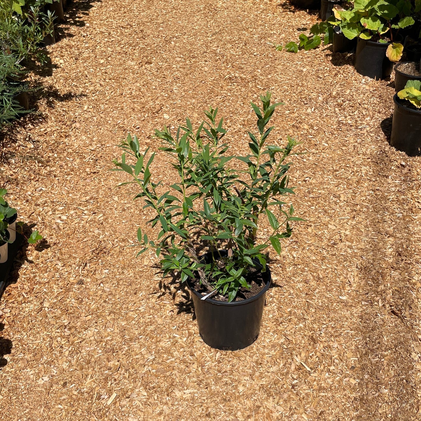 'Pink Lemonade' Blueberry Plants