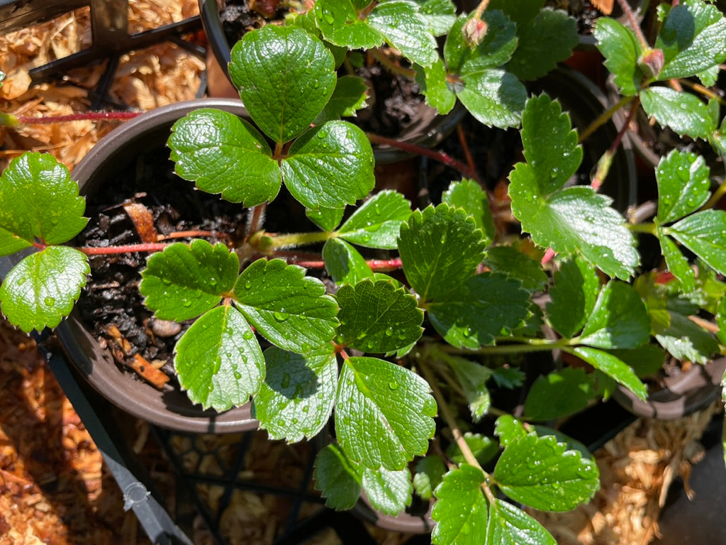 Coastal Strawberry Plants