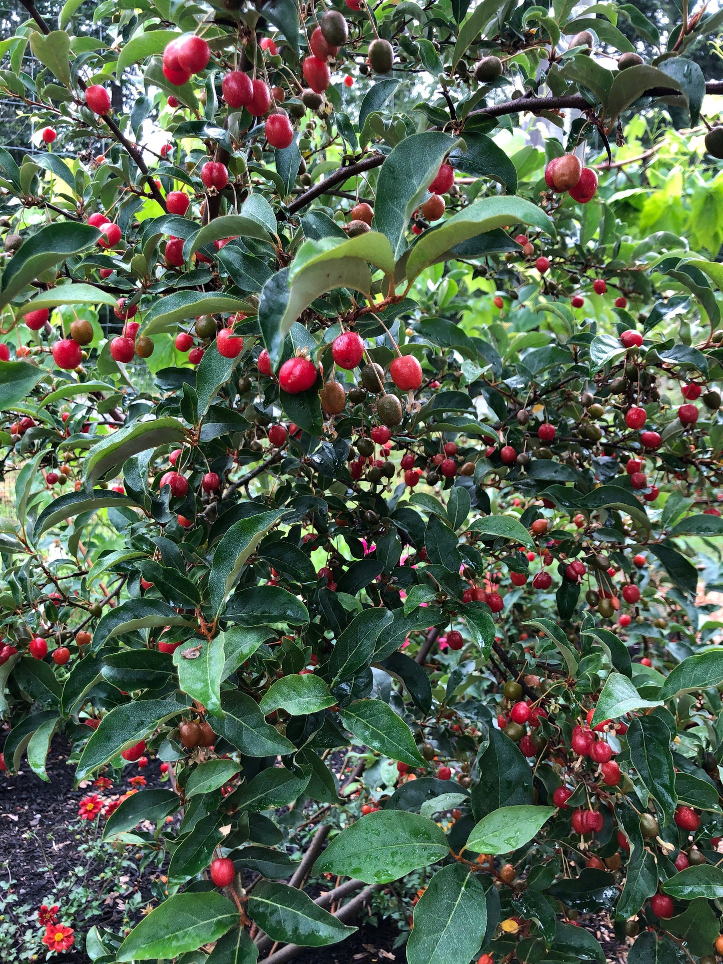 Goumi Berry Plants