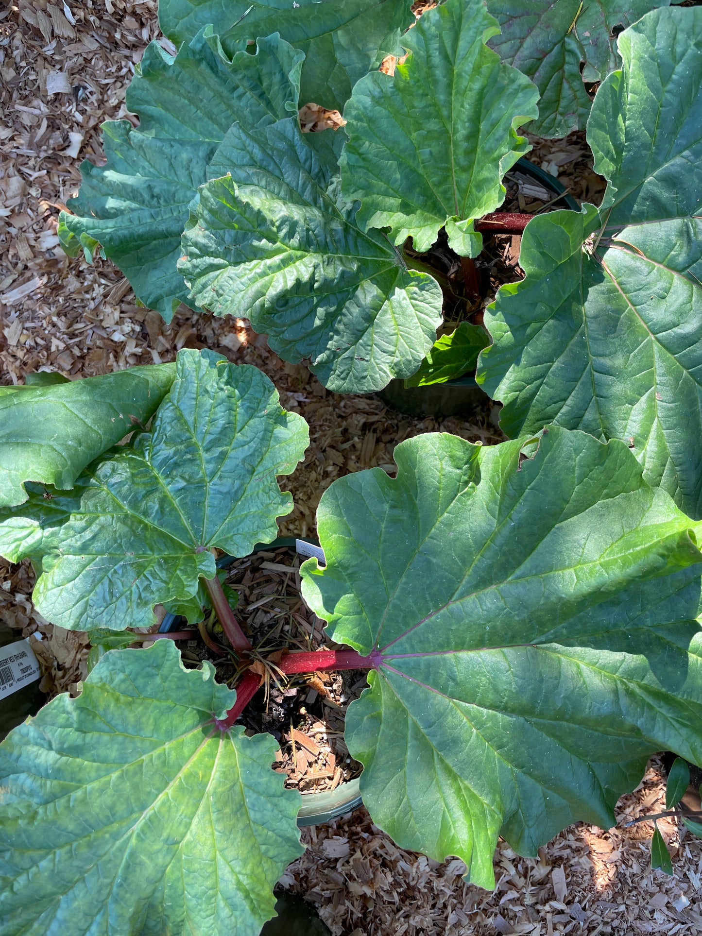 'Strawberry Red' Rhubarb Plants