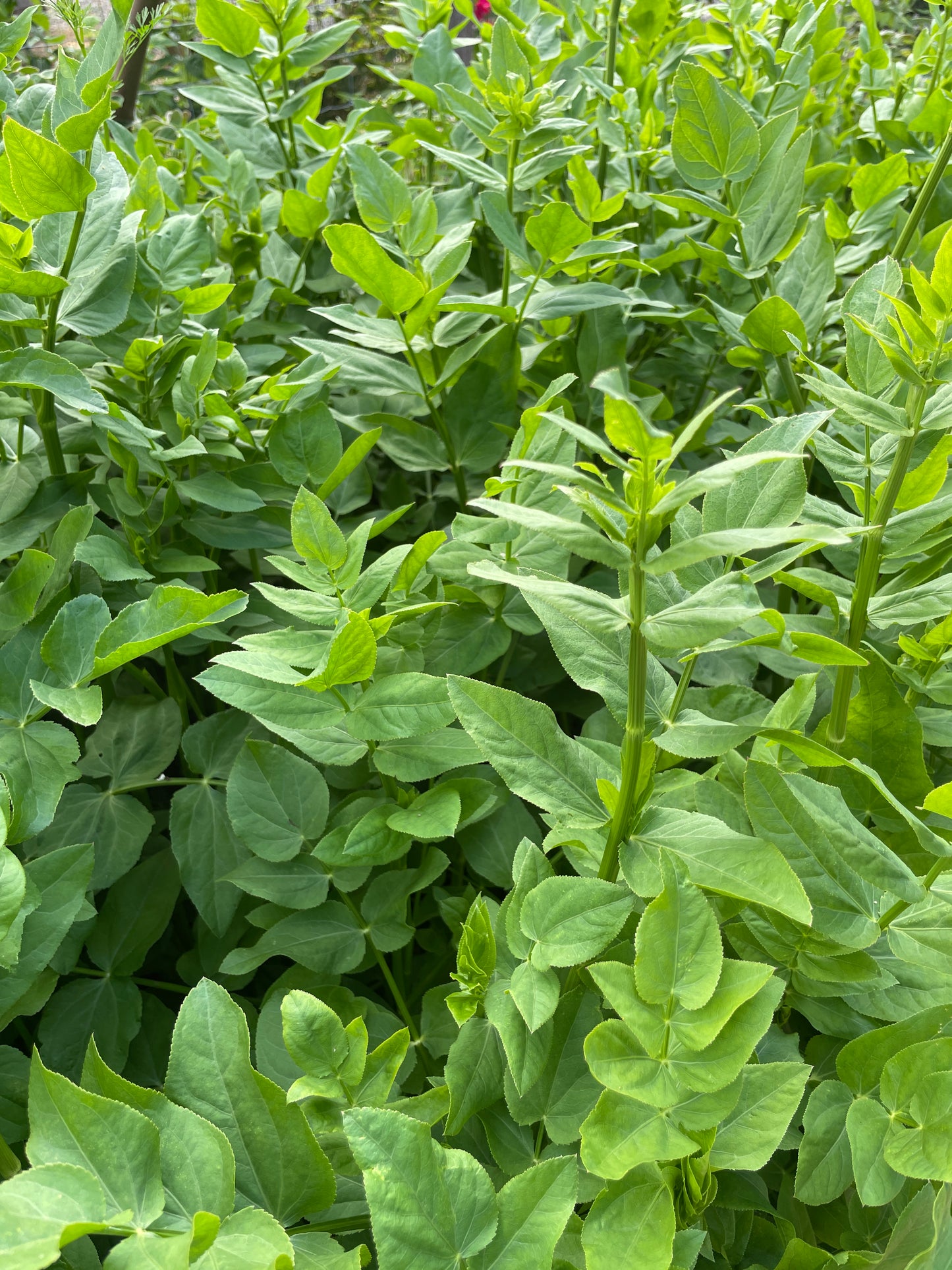 Skirret