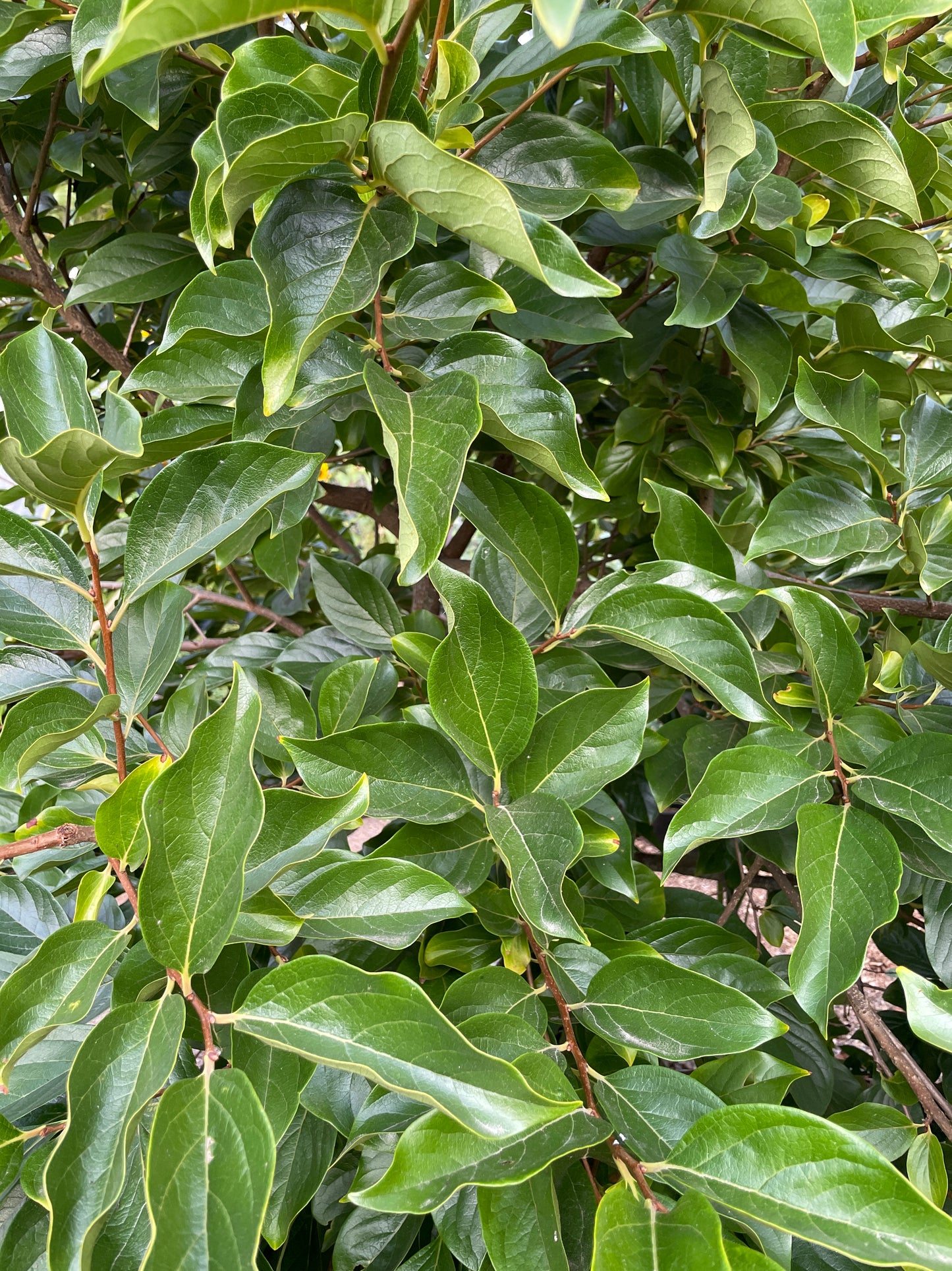 'Early Fuyu' Asian Persimmon