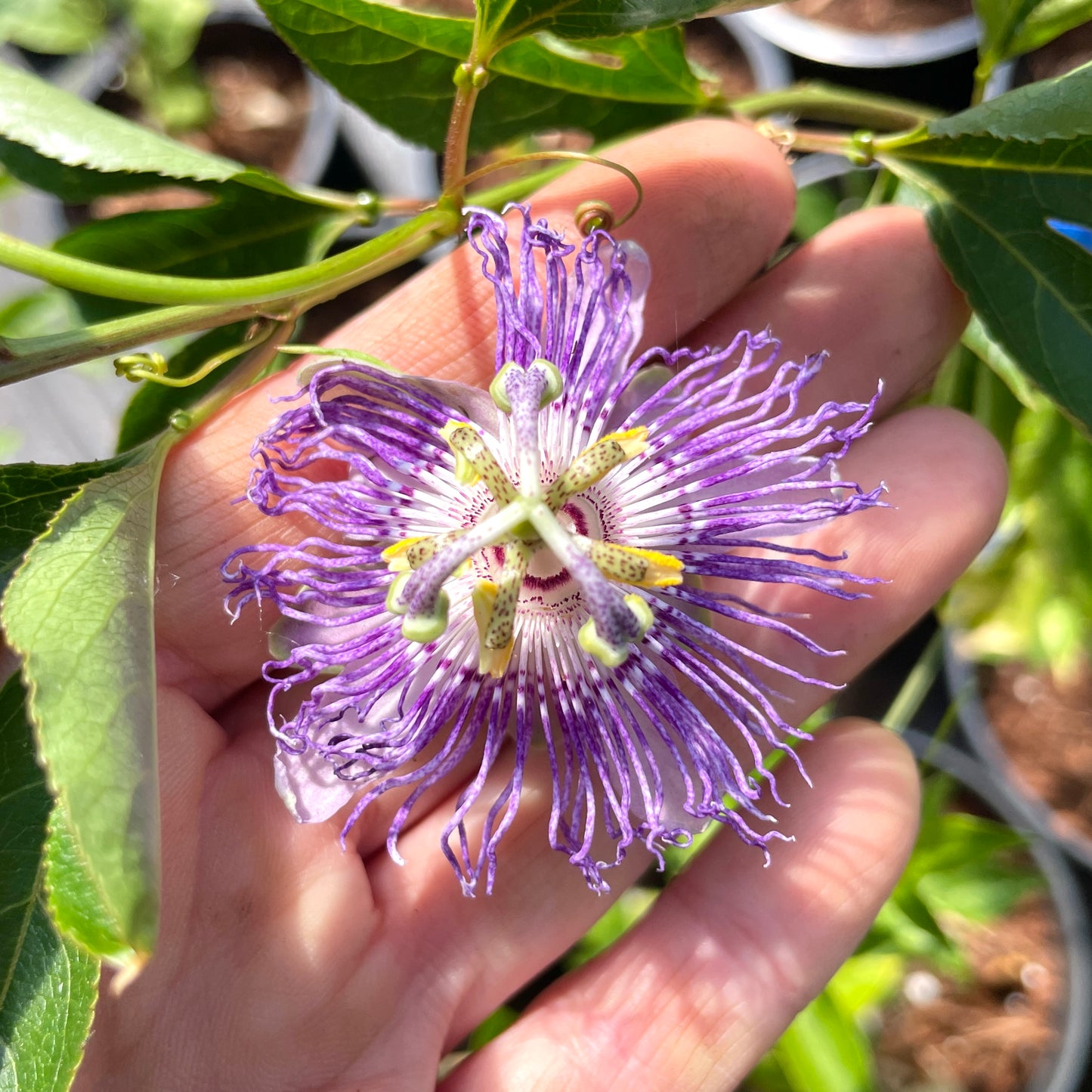 Cold-Hardy Passionfruit Seedling (Maypop)