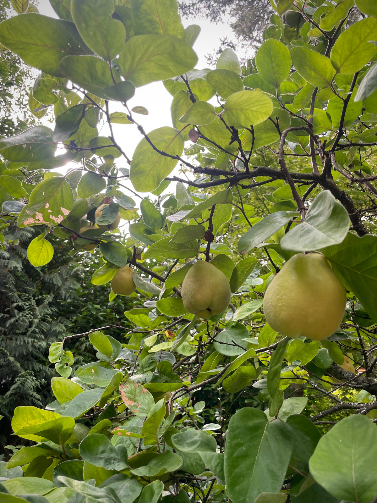 Fruiting Quince