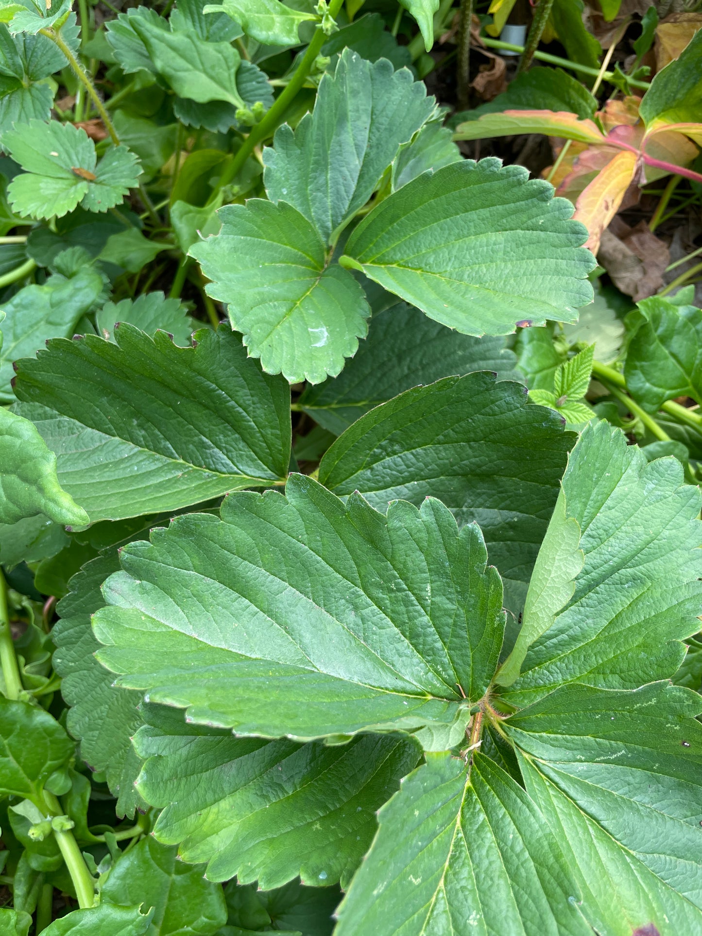 'Flamingo' Everbearing Strawberry