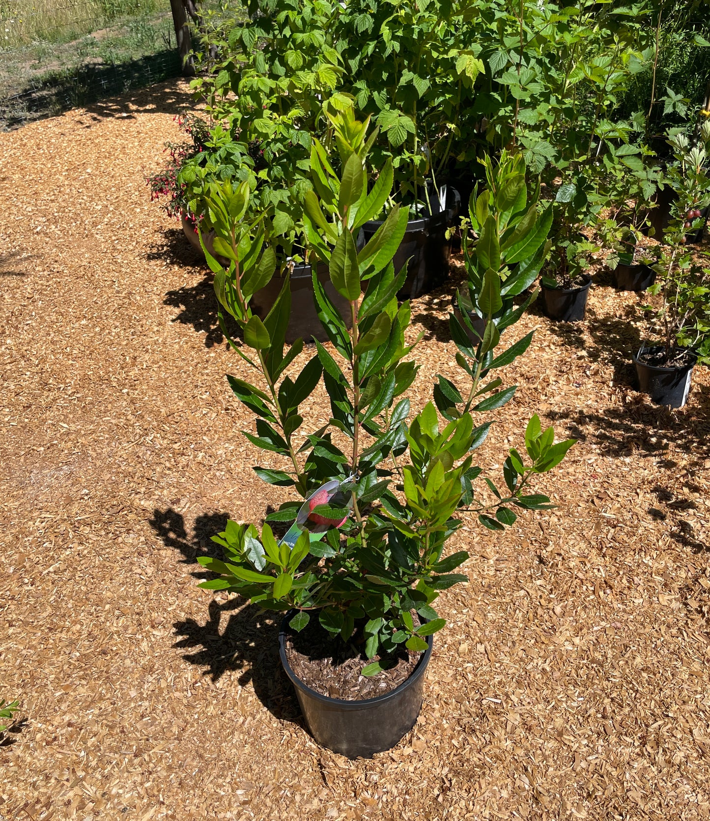 Strawberry Trees