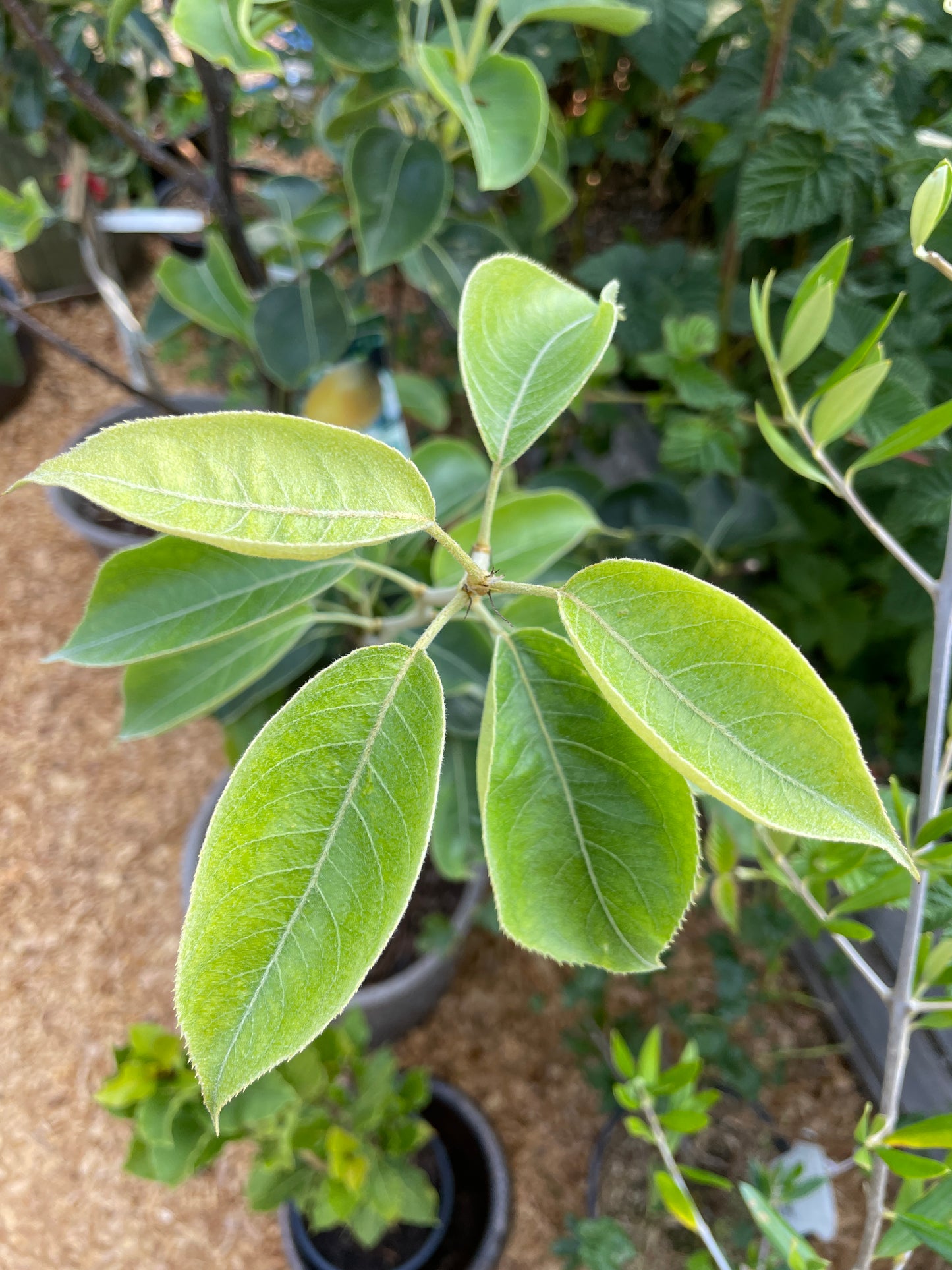 Asian Pear Trees