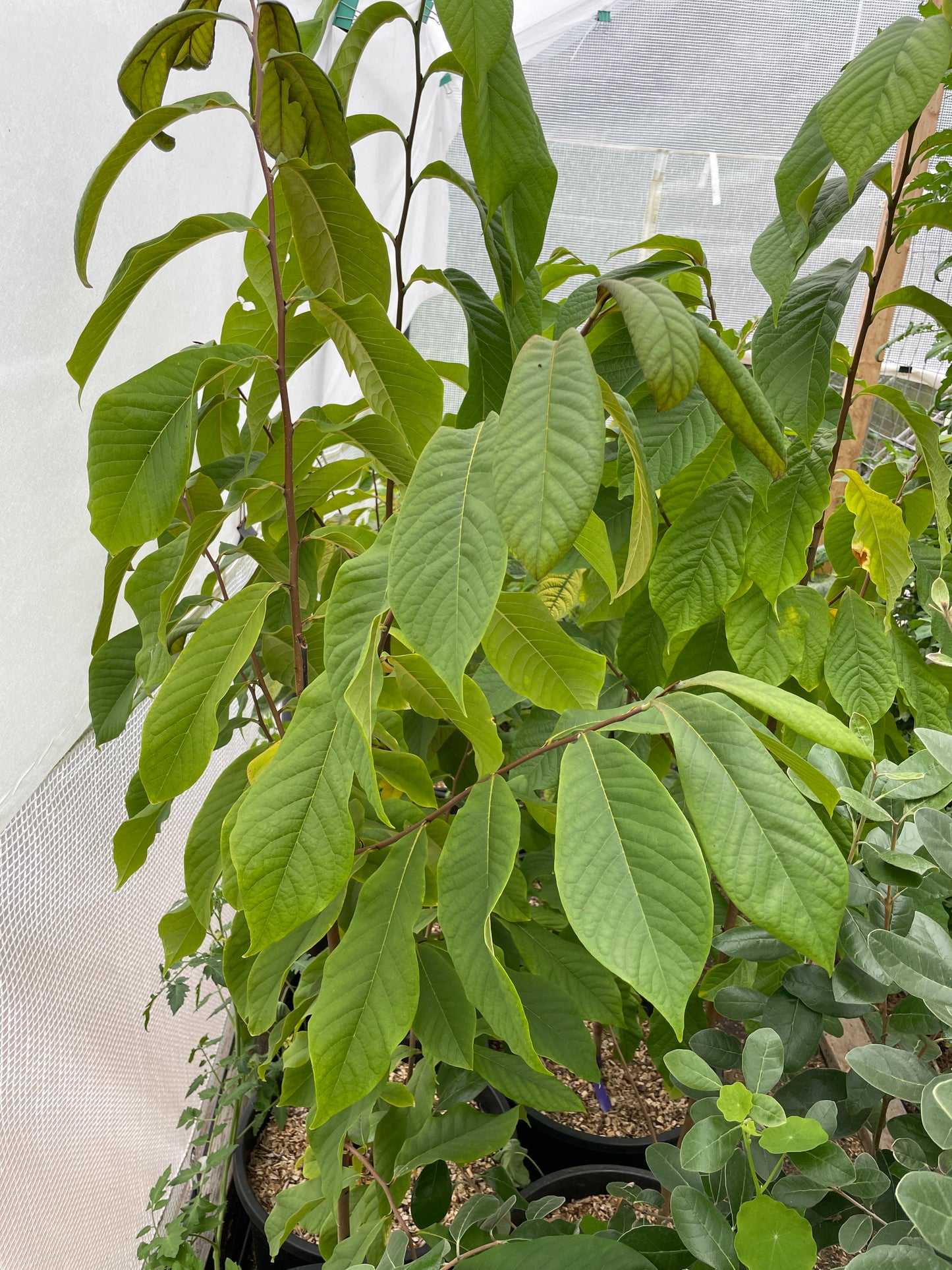 Pawpaw Trees