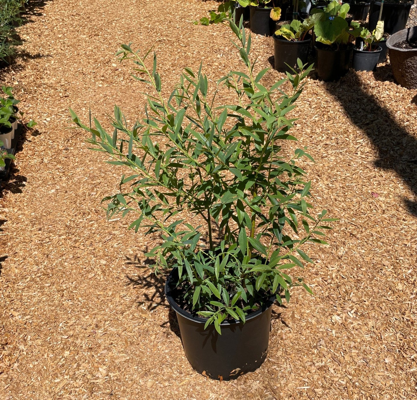 'Pink Lemonade' Blueberry Plants