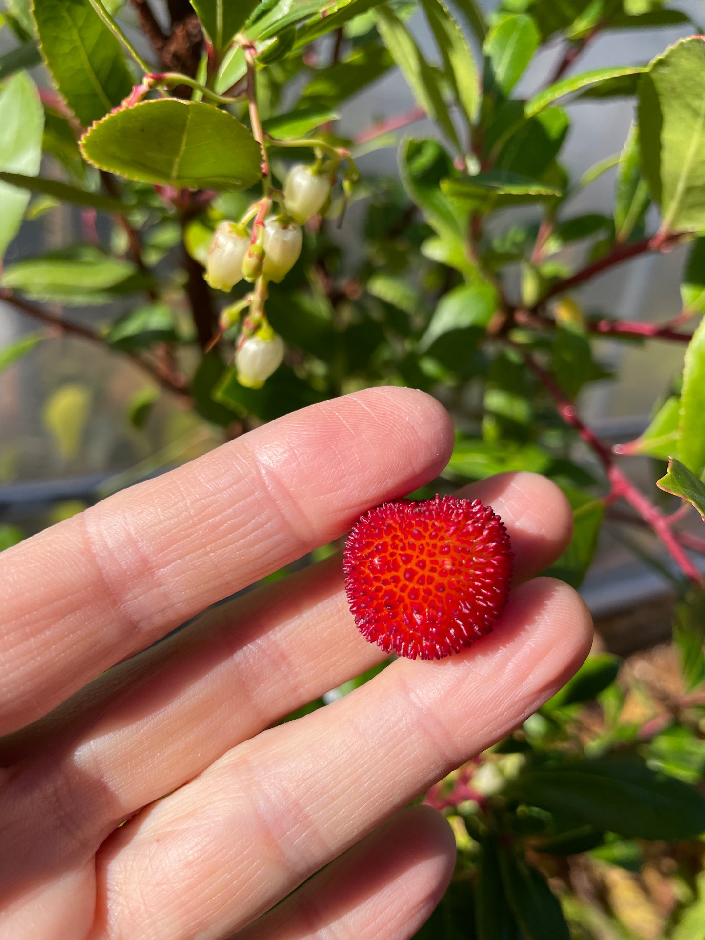 Strawberry Trees