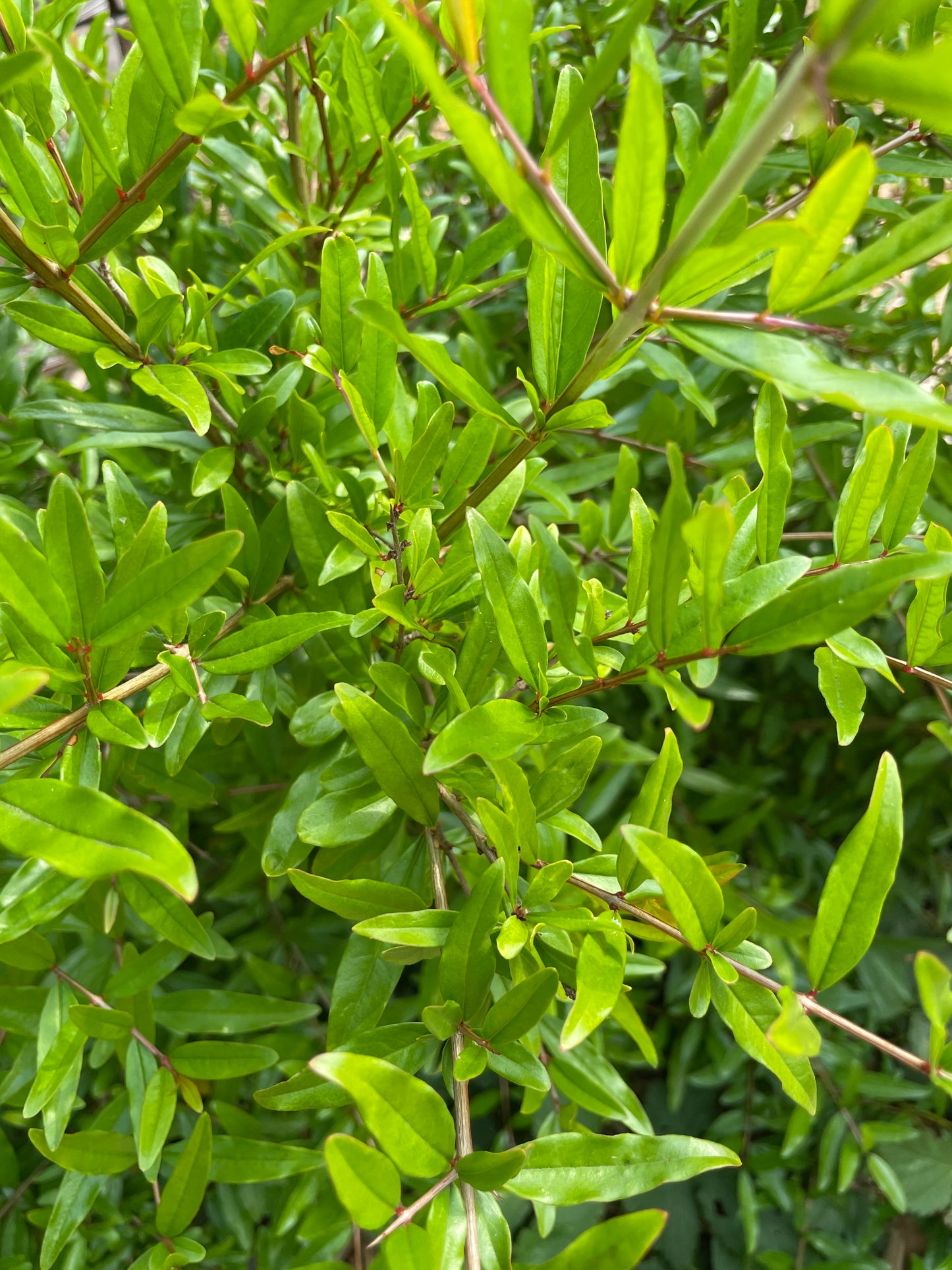 'Lyubimy' (Favorite™) Pomegranate