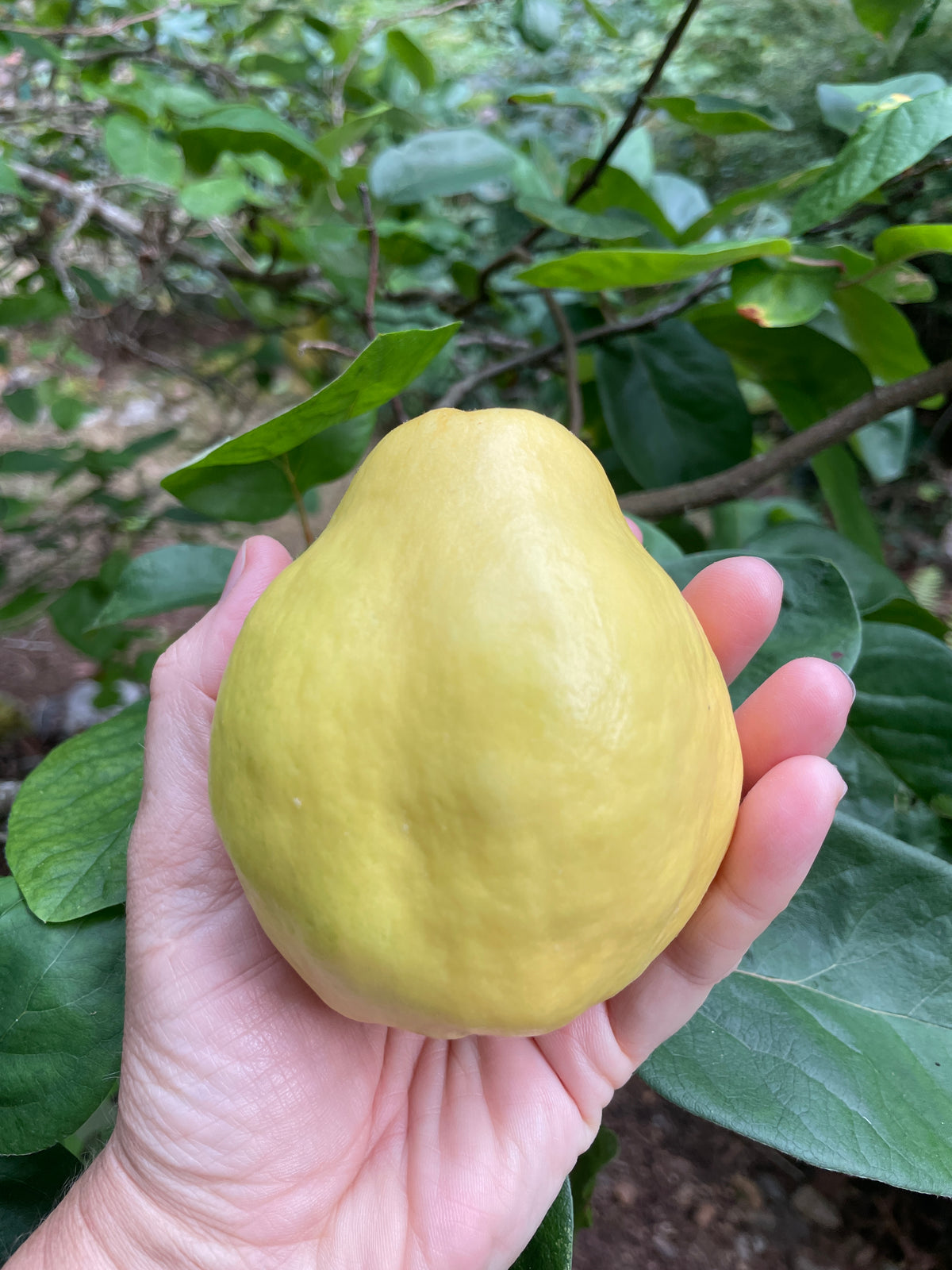 Fruiting Quince