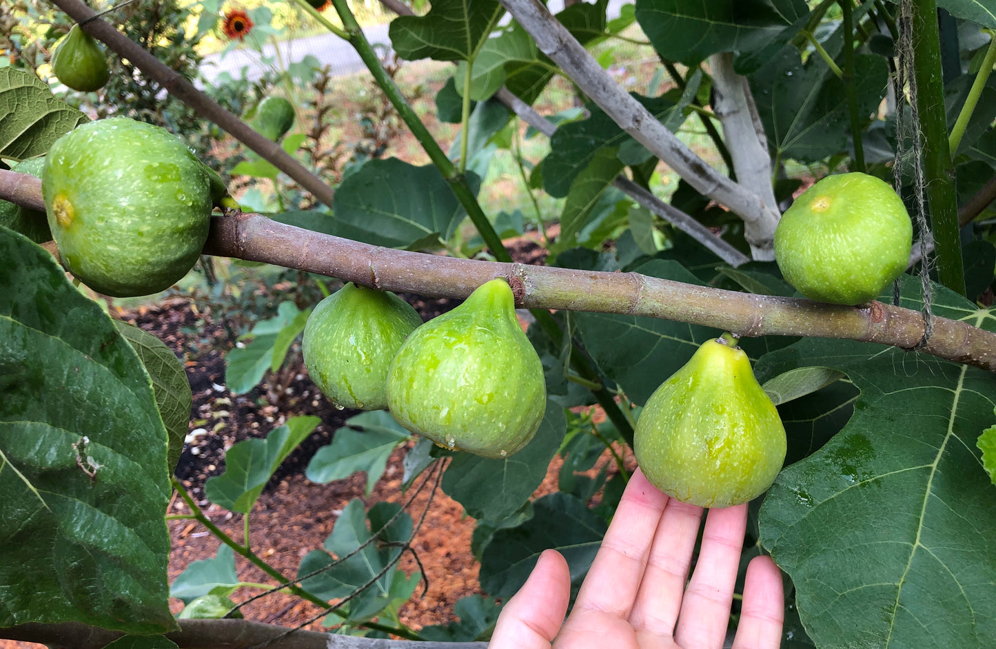 'Desert King' Fig Trees