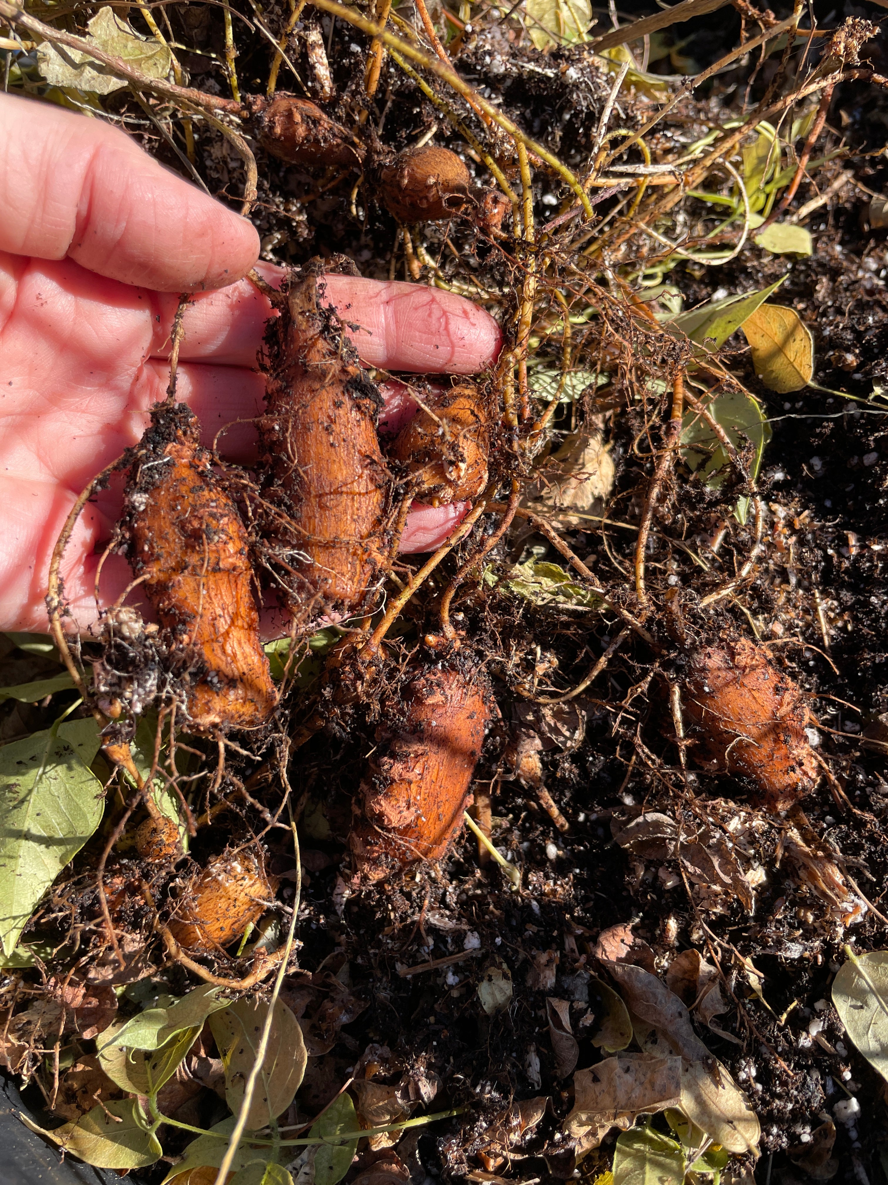 Groundnut Plants and Tubers for Sale in Canada – West Coast Plants