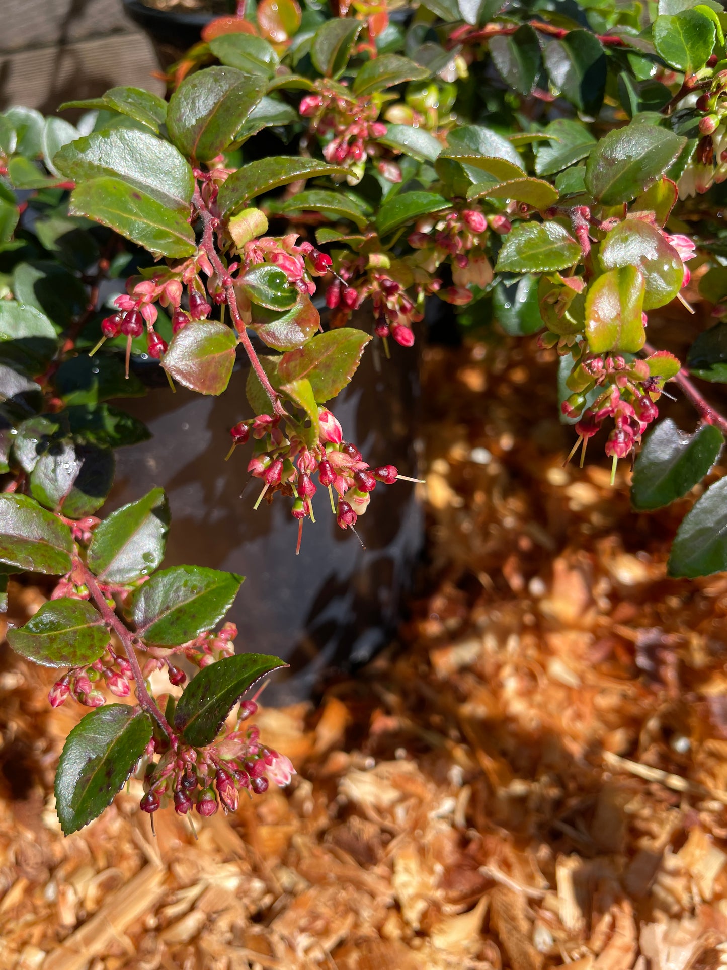 Evergreen Huckleberry Plants