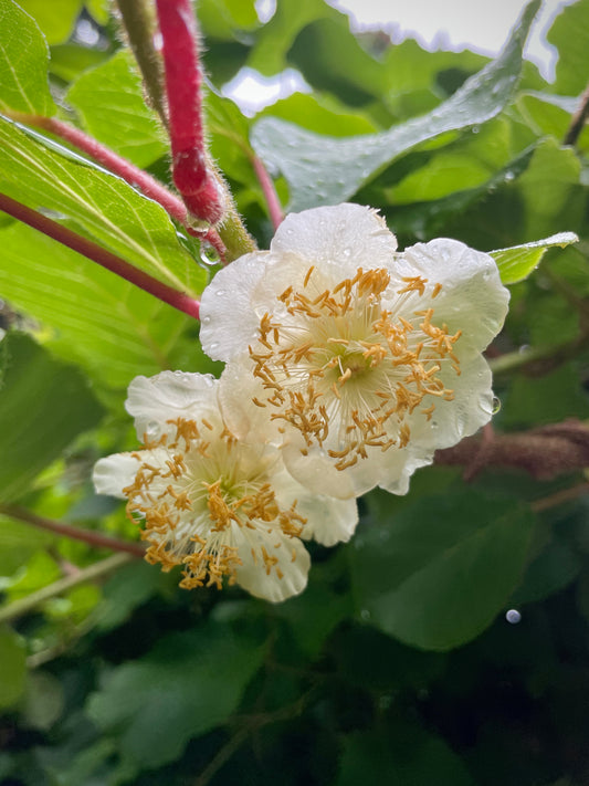 'Jenny' Fuzzy Kiwi Vines