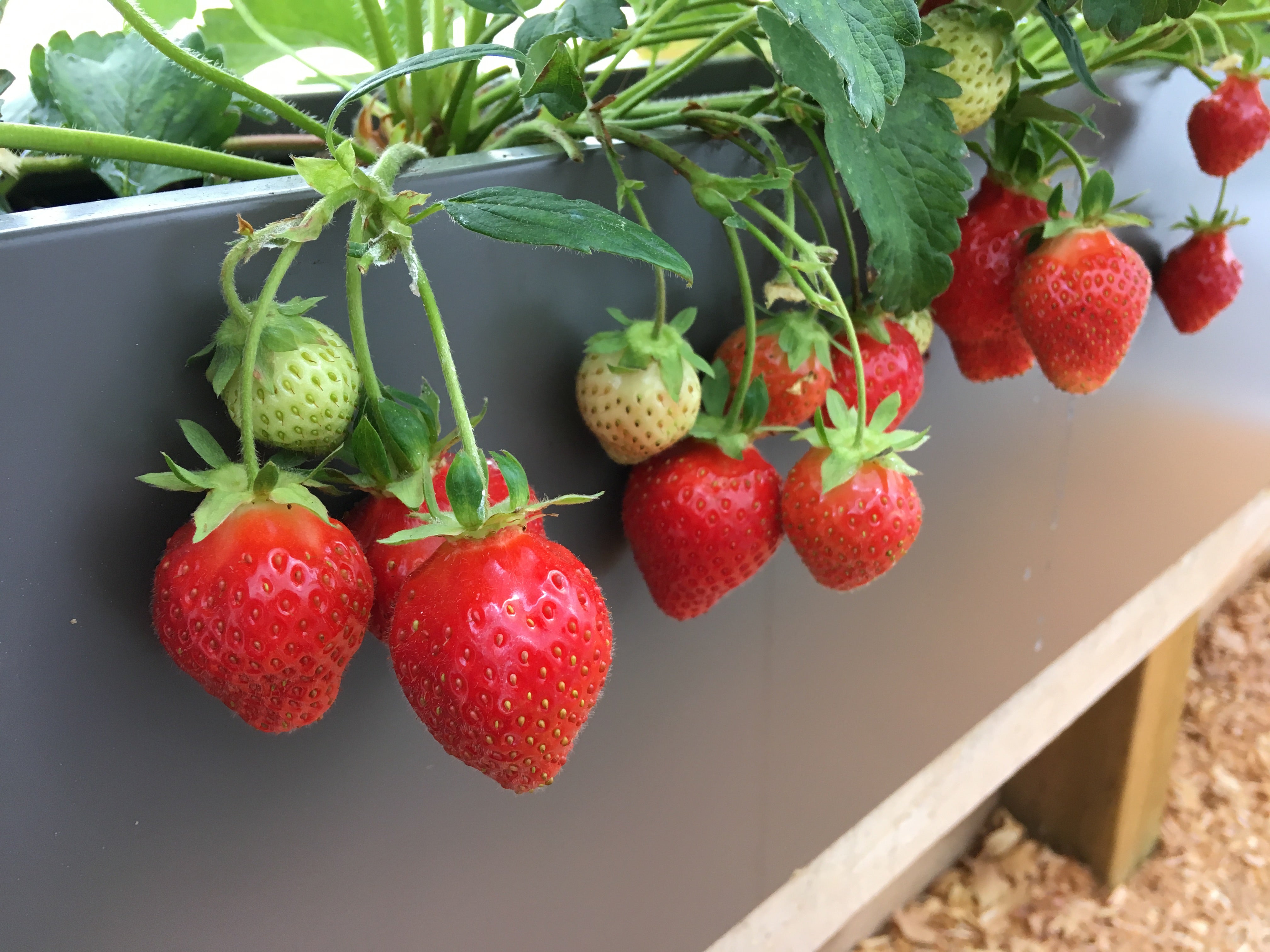 Live 'Allstar' June-bearing Strawberry Plants for Sale – West 