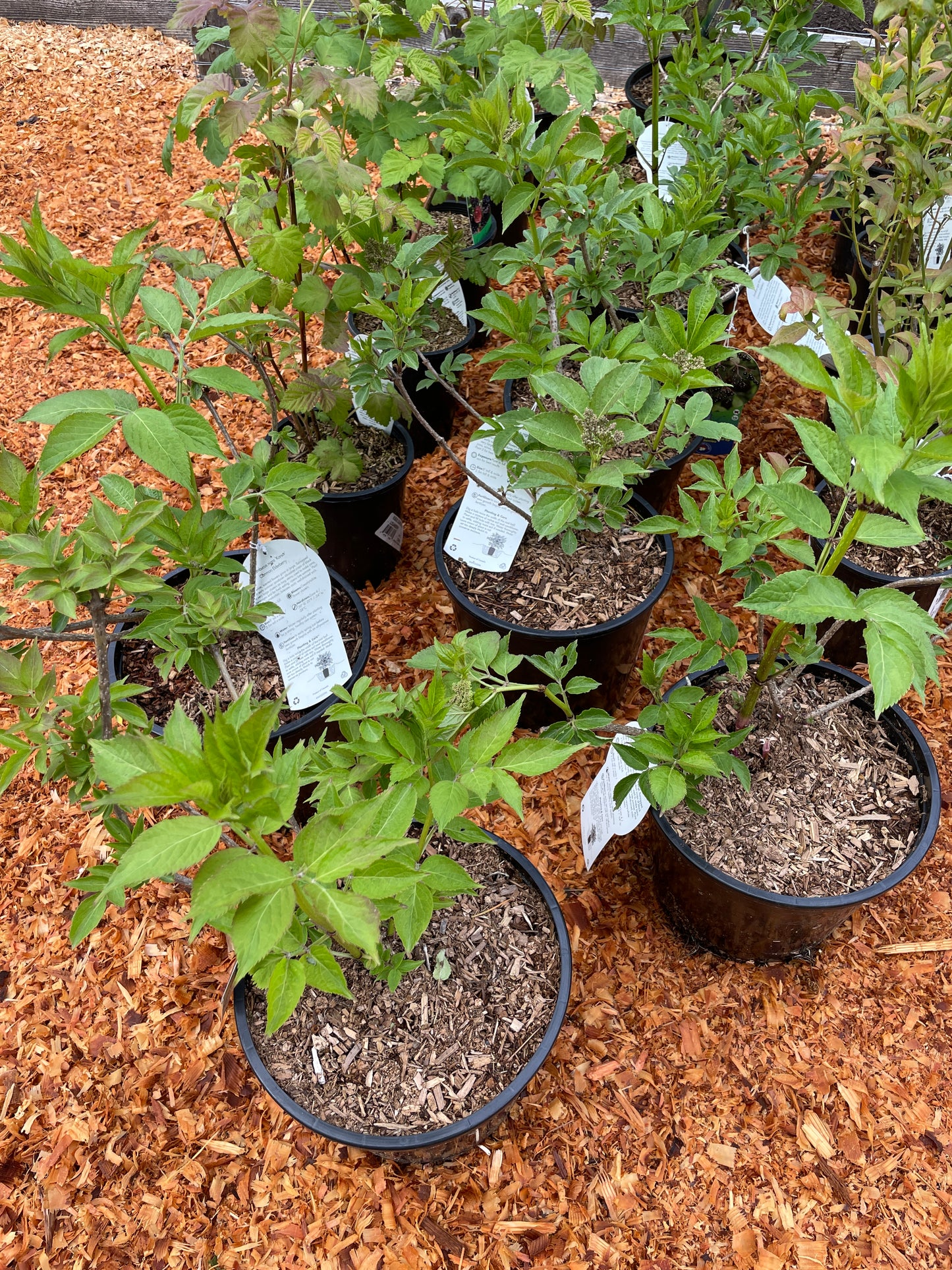 'Korsor' Elderberry Plants